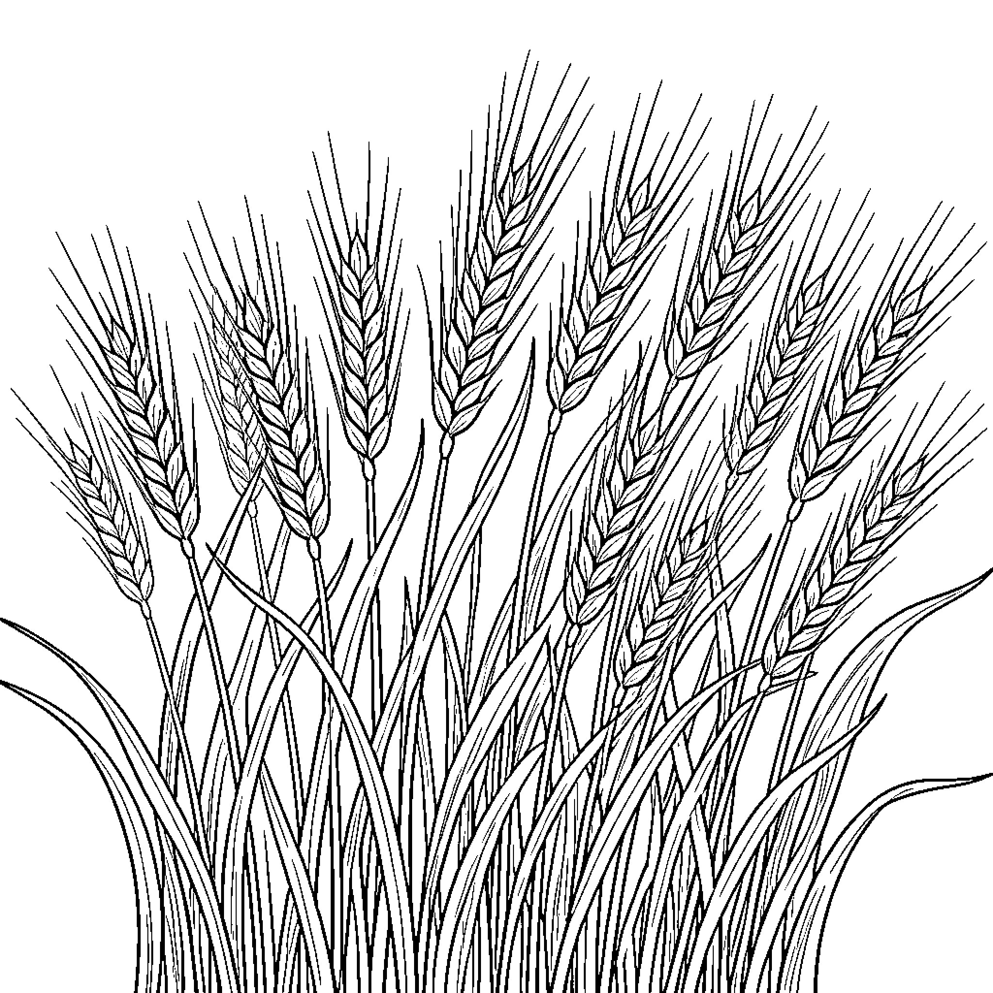 Wheat stalks swaying in the field Coloring Page (free black-and-white line drawing printable PDF for all, from beginners to advanced learners, including children, teens, adults, and seniors)