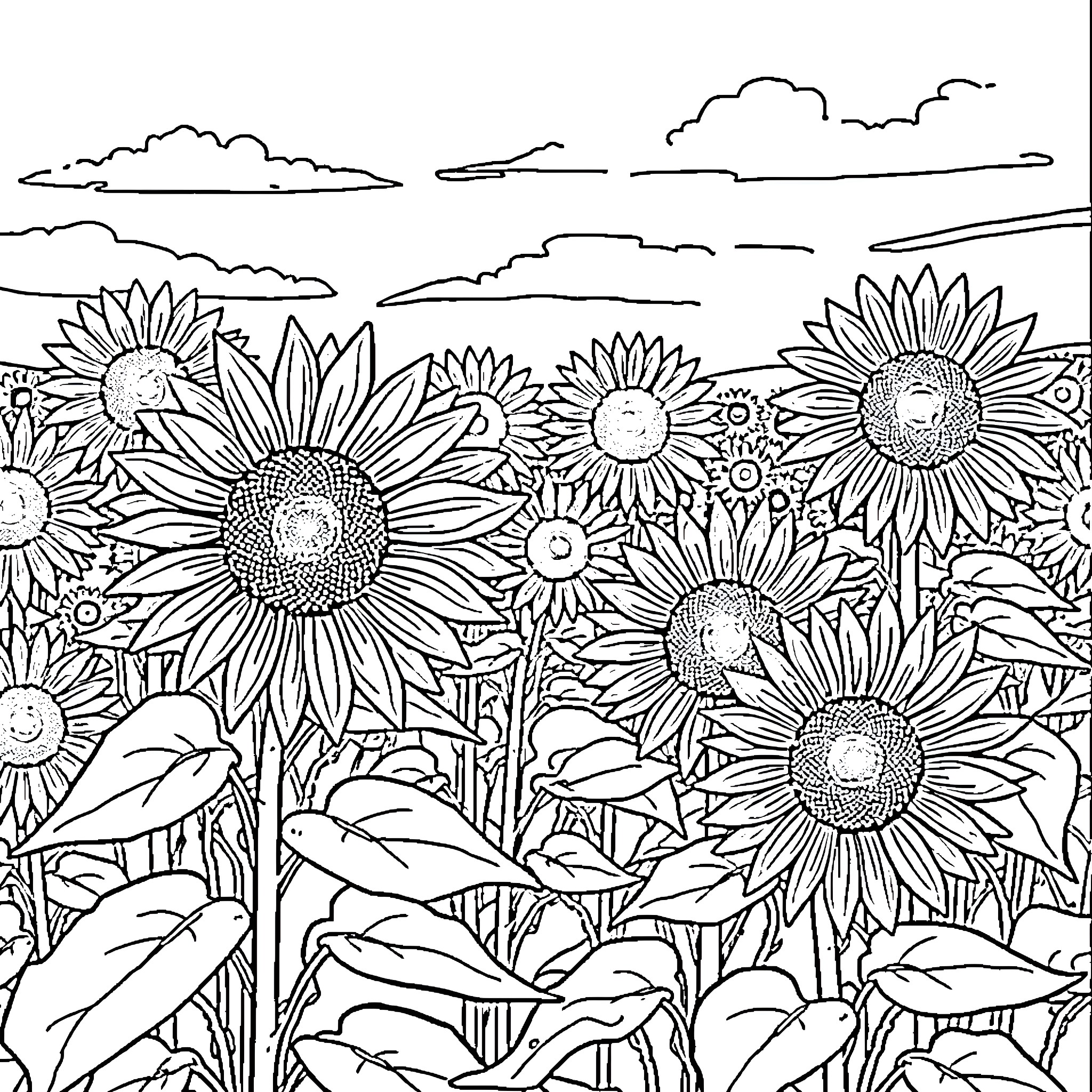 Sunflower field in the countryside Coloring Page (free black-and-white line drawing printable PDF for all, from beginners to advanced learners, including children, teens, adults, and seniors)