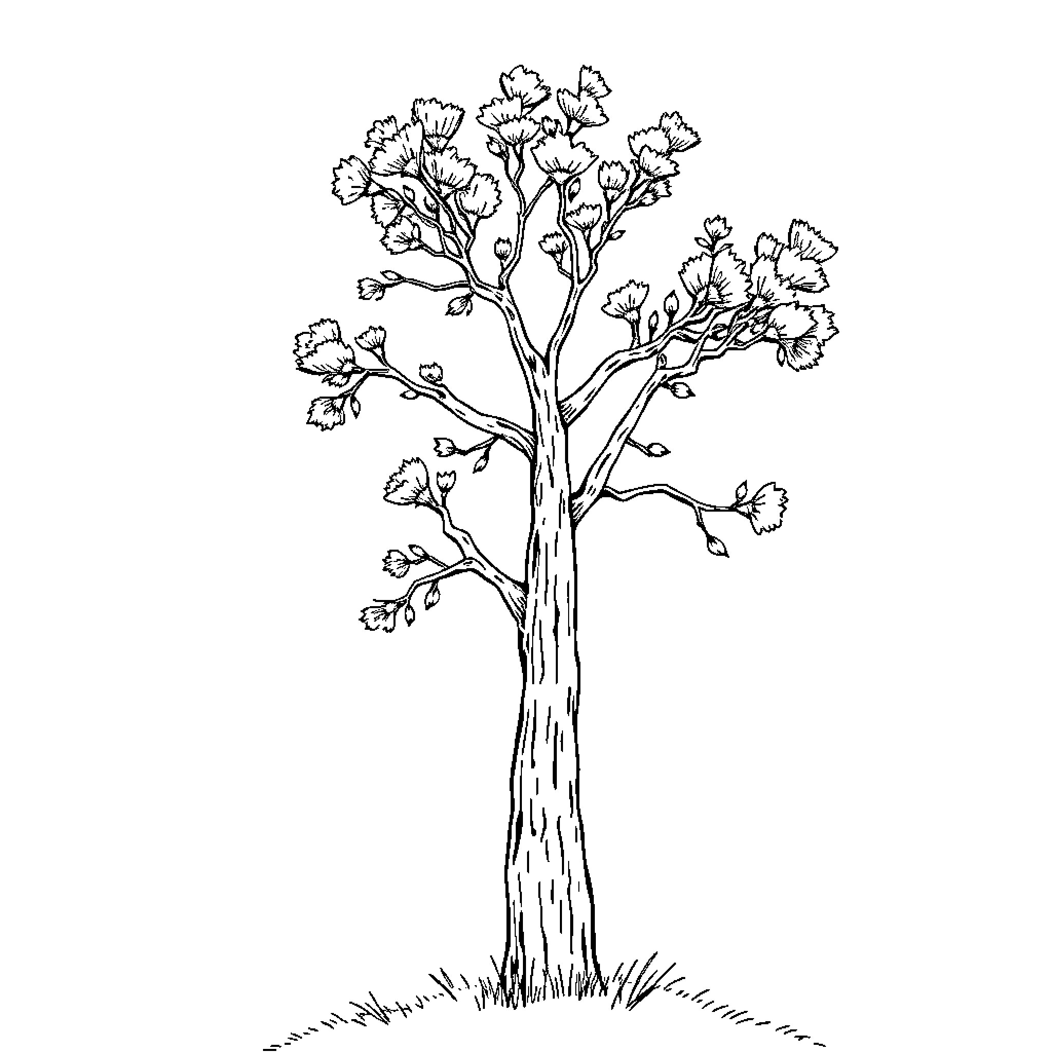 Mesquite Tree with Detailed Foliage Coloring Page (free black-and-white line drawing printable PDF for all, from beginners to advanced learners, including children, teens, adults, and seniors)