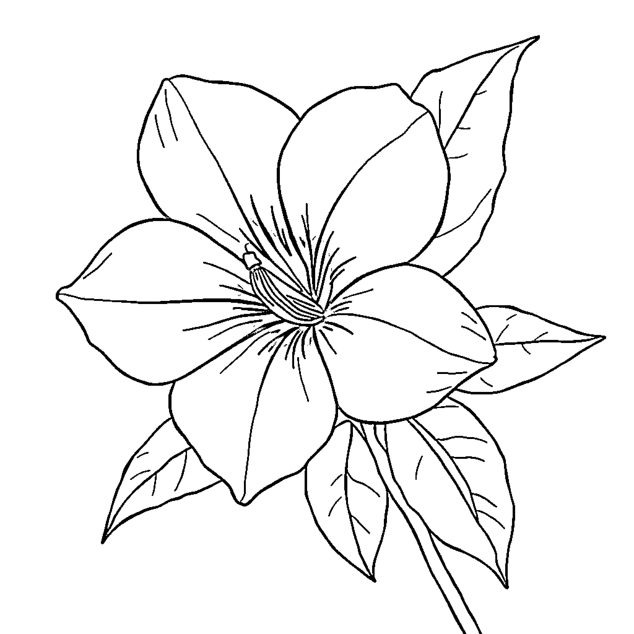 Teuila flower in simple outline Coloring Page (free black-and-white line drawing printable PDF for all, from beginners to advanced learners, including children, teens, adults, and seniors)