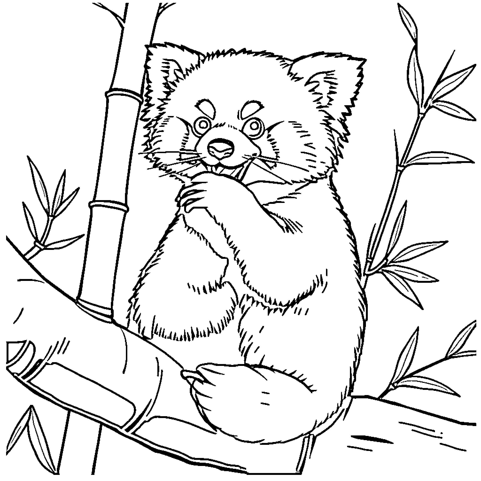 Panda climbing on bamboo branch Coloring Page (free black-and-white line drawing printable PDF for all, from beginners to advanced learners, including children, teens, adults, and seniors)