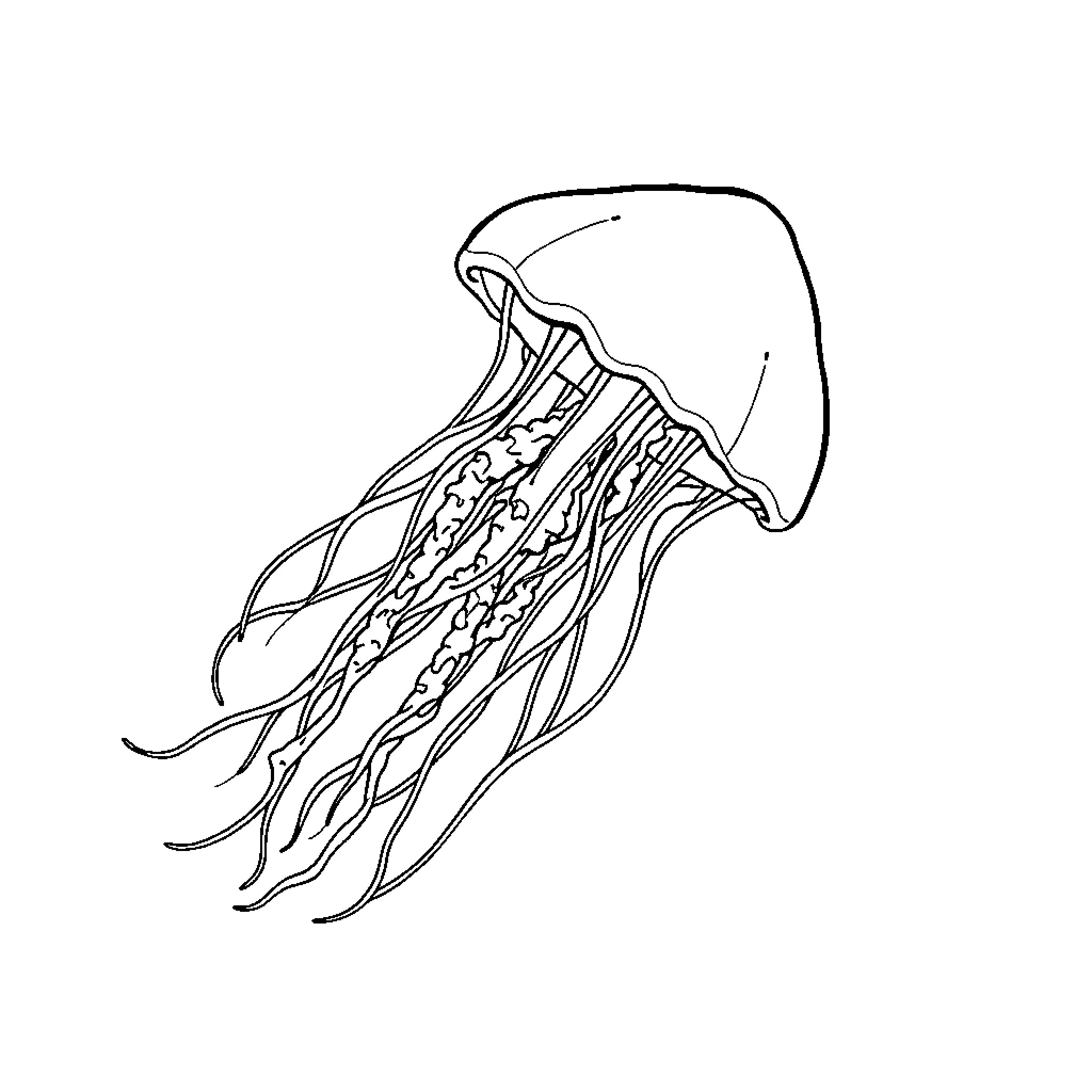 Jellyfish gracefully floating in the sea Coloring Page (free black-and-white line drawing printable PDF for all, from beginners to advanced learners, including children, teens, adults, and seniors)