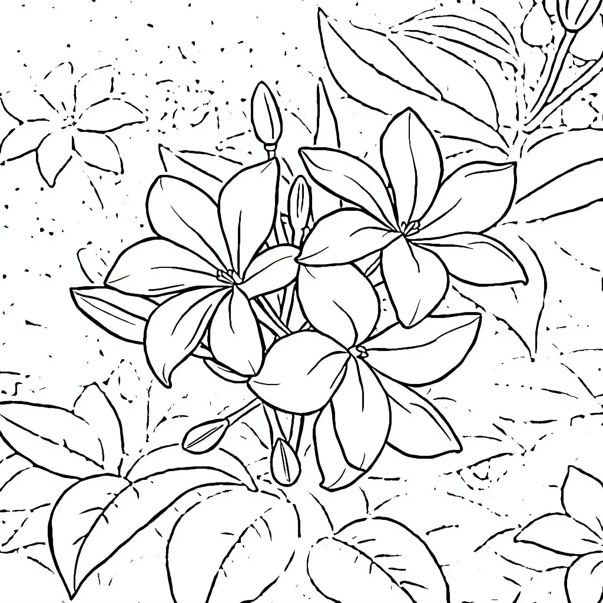 Jasmine flowers in a natural setting Coloring Page (free black-and-white line drawing printable PDF for all, from beginners to advanced learners, including children, teens, adults, and seniors)
