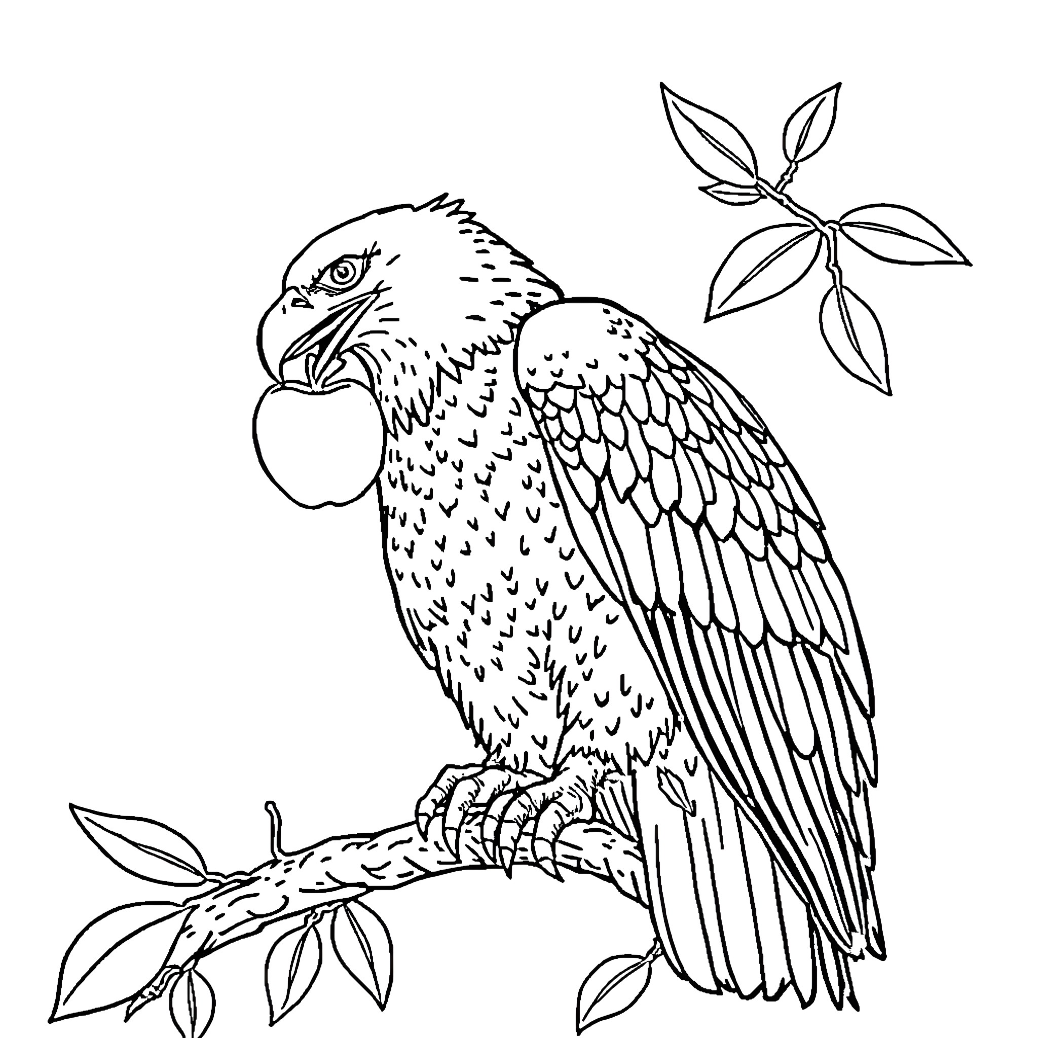 Eagle perched on branch with leaves Coloring Page (free black-and-white line drawing printable PDF for all, from beginners to advanced learners, including children, teens, adults, and seniors)