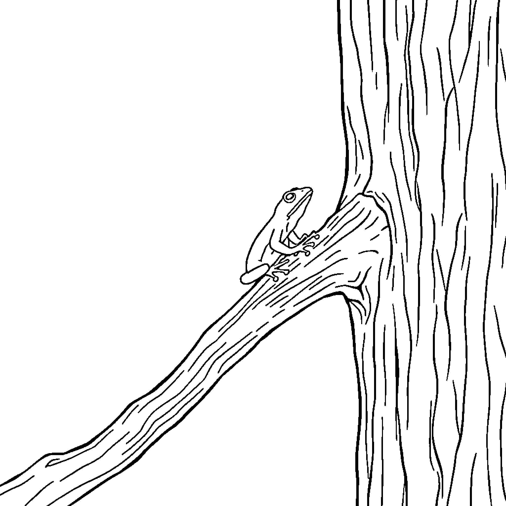 Frog climbing on a tree trunk Coloring Page (free black-and-white line drawing printable PDF for all, from beginners to advanced learners, including children, teens, adults, and seniors)