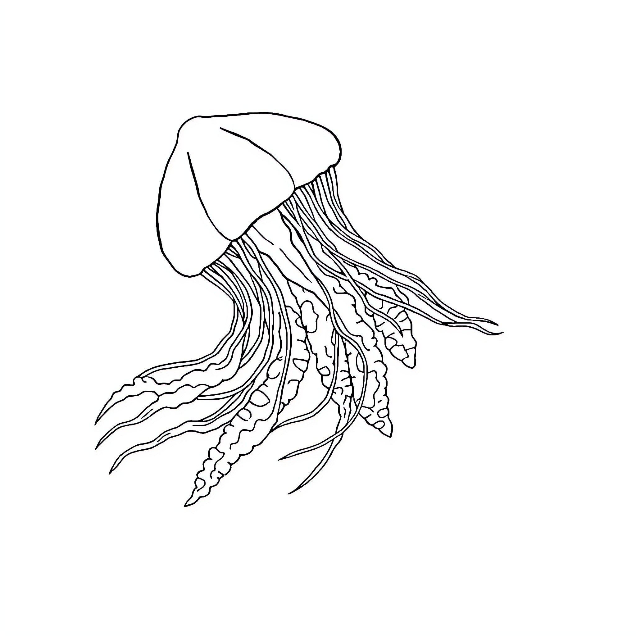 Bluebottle jellyfish drifting gracefully Coloring Page (free black-and-white line drawing printable PDF for all, from beginners to advanced learners, including children, teens, adults, and seniors)