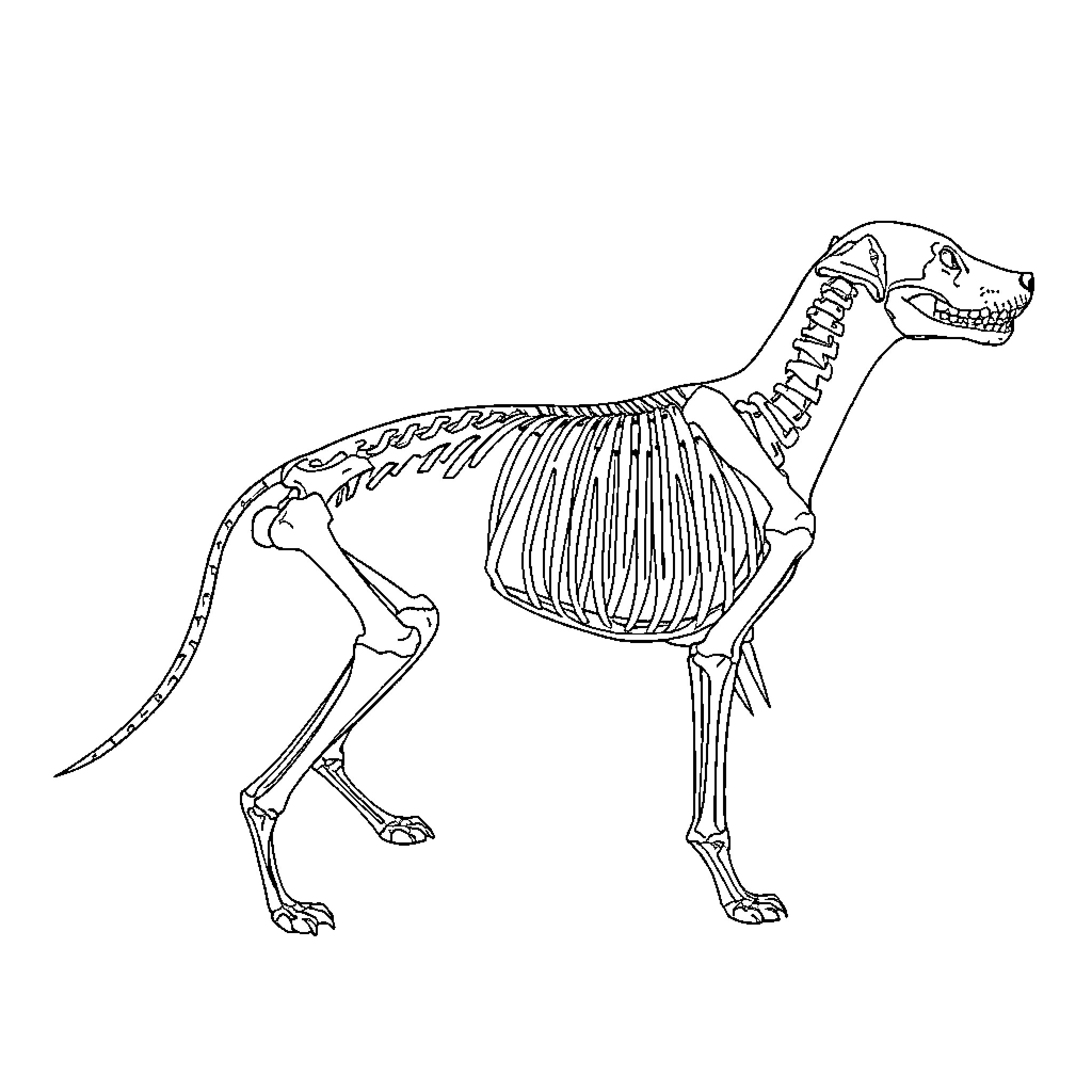 Dog Skeleton Anatomy Illustration Coloring Page (free black-and-white line drawing printable PDF for all, from beginners to advanced learners, including children, teens, adults, and seniors)