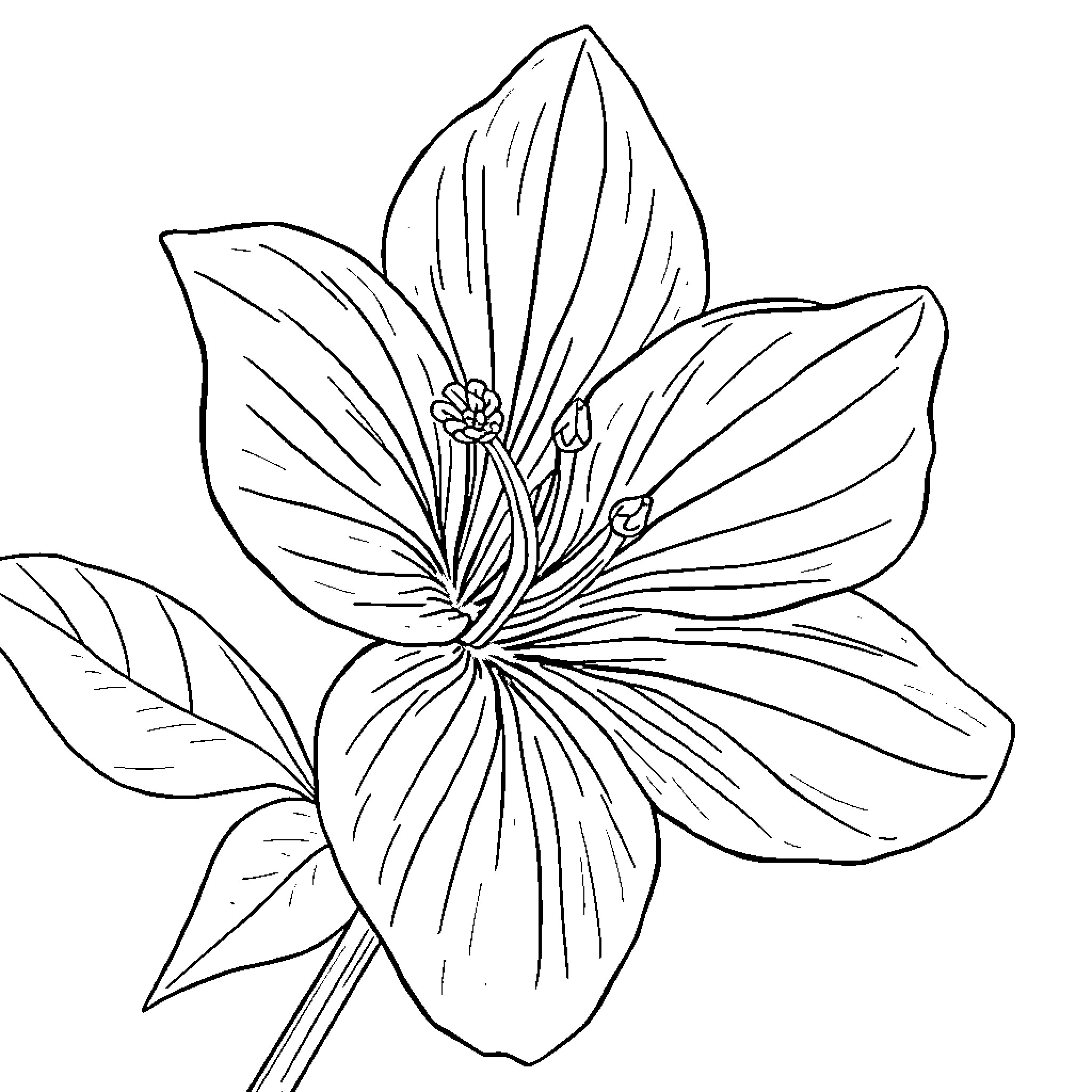 Bougainvillea flower in simple line art Coloring Page (free black-and-white line drawing printable PDF for all, from beginners to advanced learners, including children, teens, adults, and seniors)