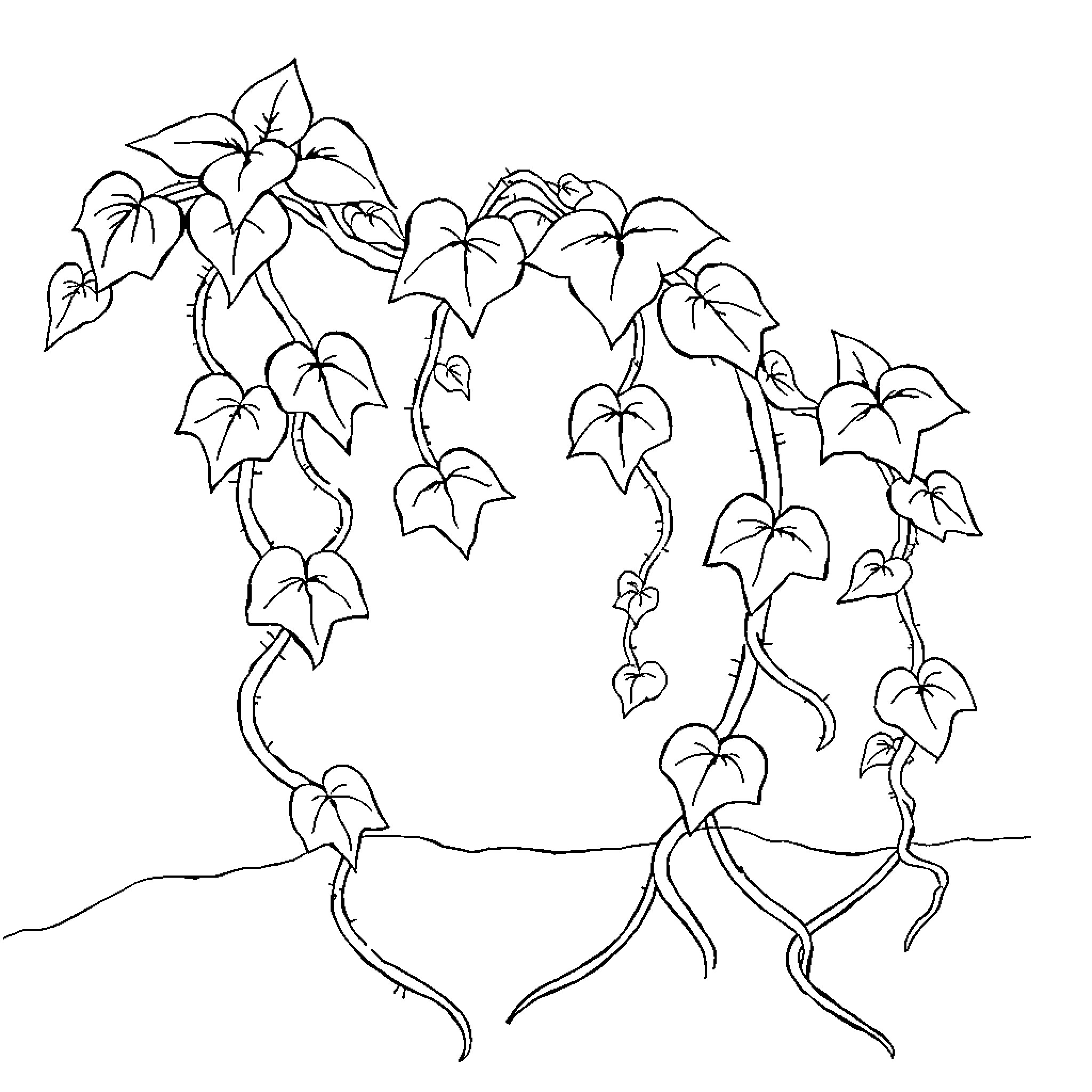 Plant with intertwining vines and leaves Coloring Page (free black-and-white line drawing printable PDF for all, from beginners to advanced learners, including children, teens, adults, and seniors)