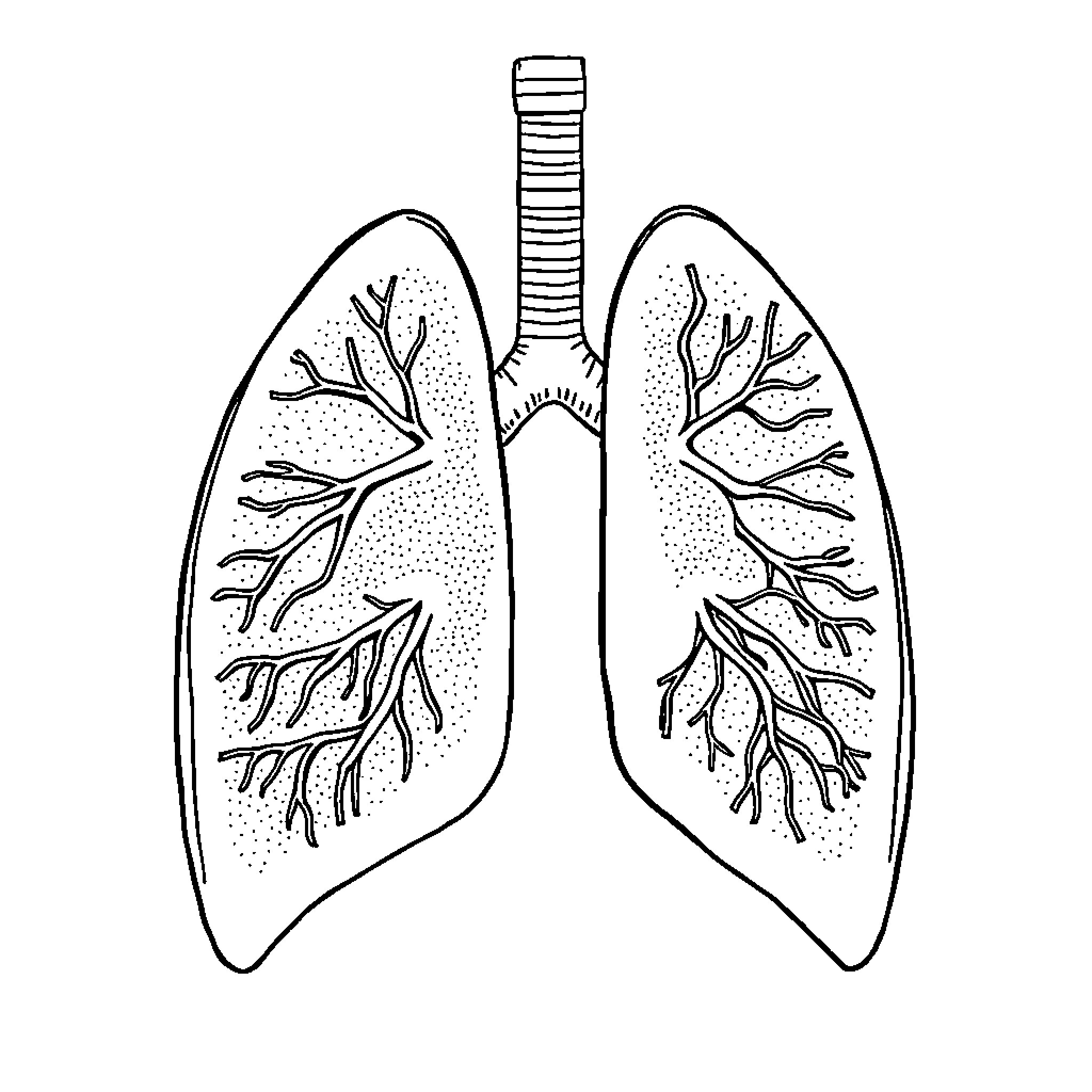 Lung anatomy illustration with detailed airways Coloring Page (free black-and-white line drawing printable PDF for all, from beginners to advanced learners, including children, teens, adults, and seniors)