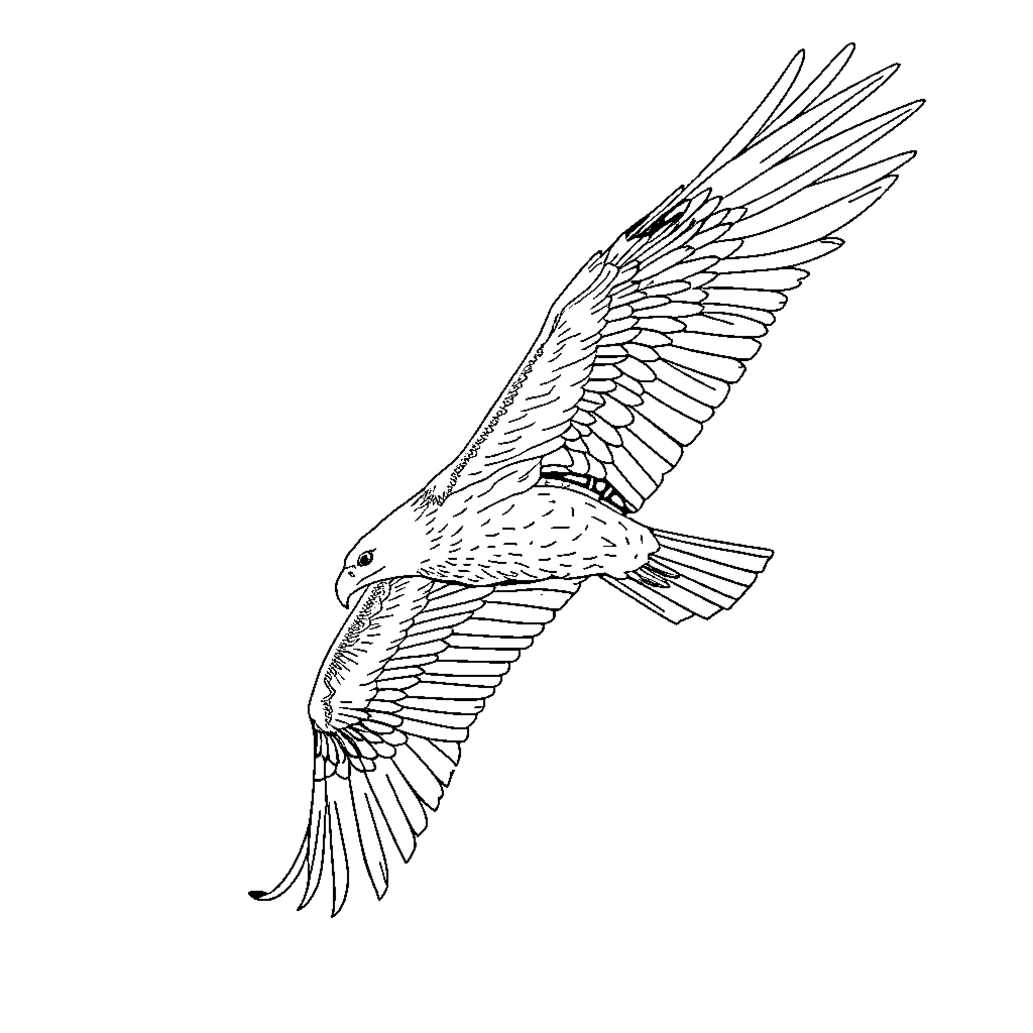 Eagle soaring gracefully in the sky Coloring Page (free black-and-white line drawing printable PDF for all, from beginners to advanced learners, including children, teens, adults, and seniors)