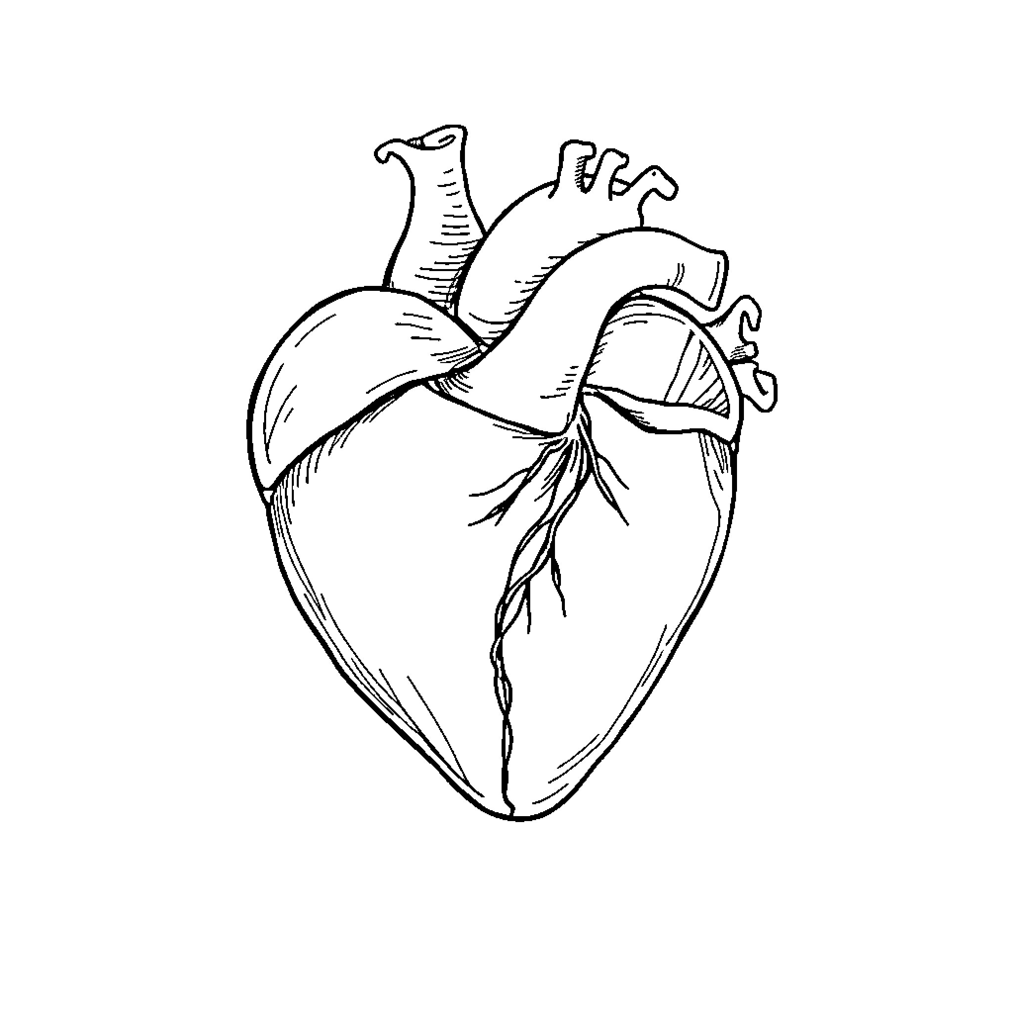 Heart Anatomy in Line Art Coloring Page (free black-and-white line drawing printable PDF for all, from beginners to advanced learners, including children, teens, adults, and seniors)