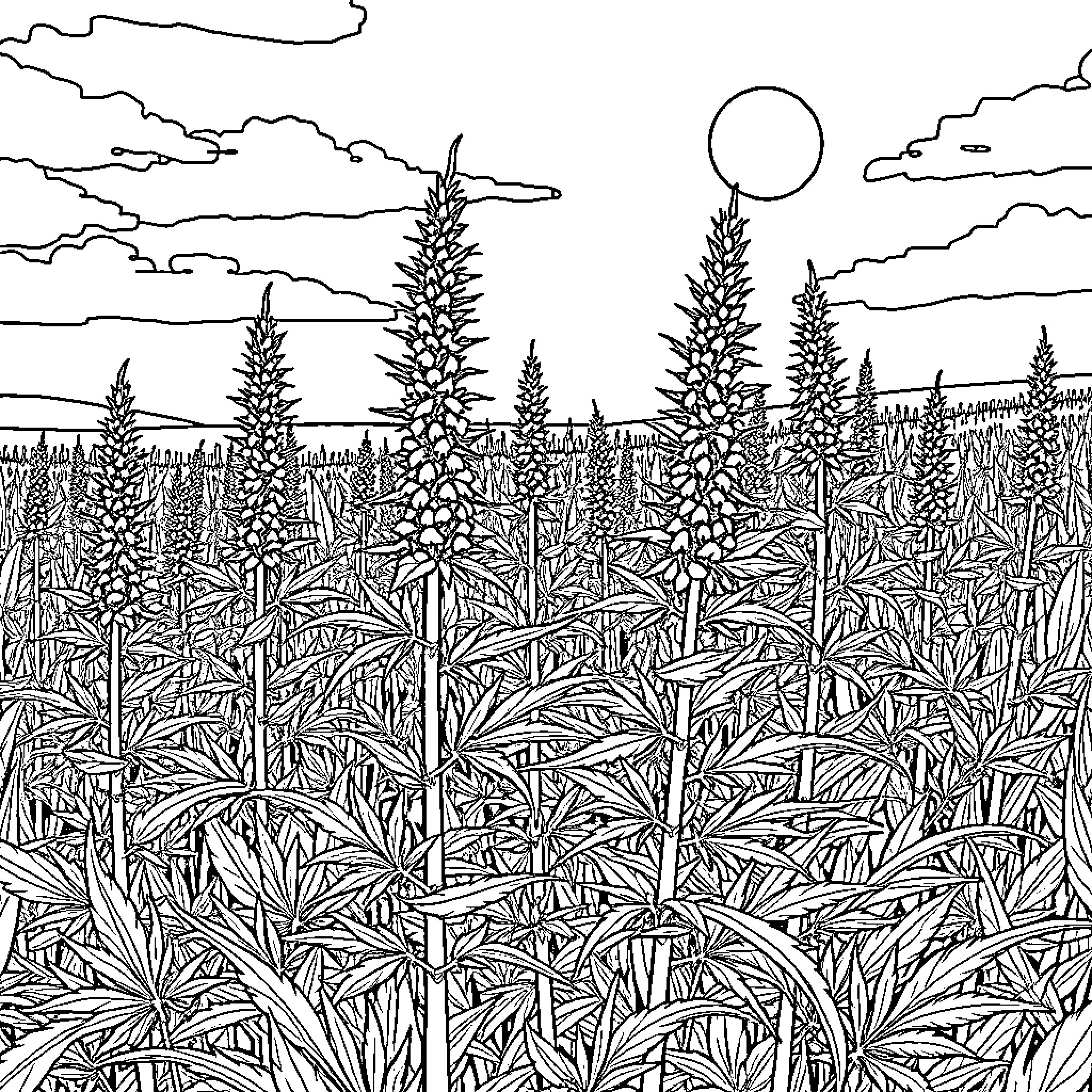 Marijuana plants growing in a lush field under the moonlight Coloring Page (free black-and-white line drawing printable PDF for all, from beginners to advanced learners, including children, teens, adults, and seniors)