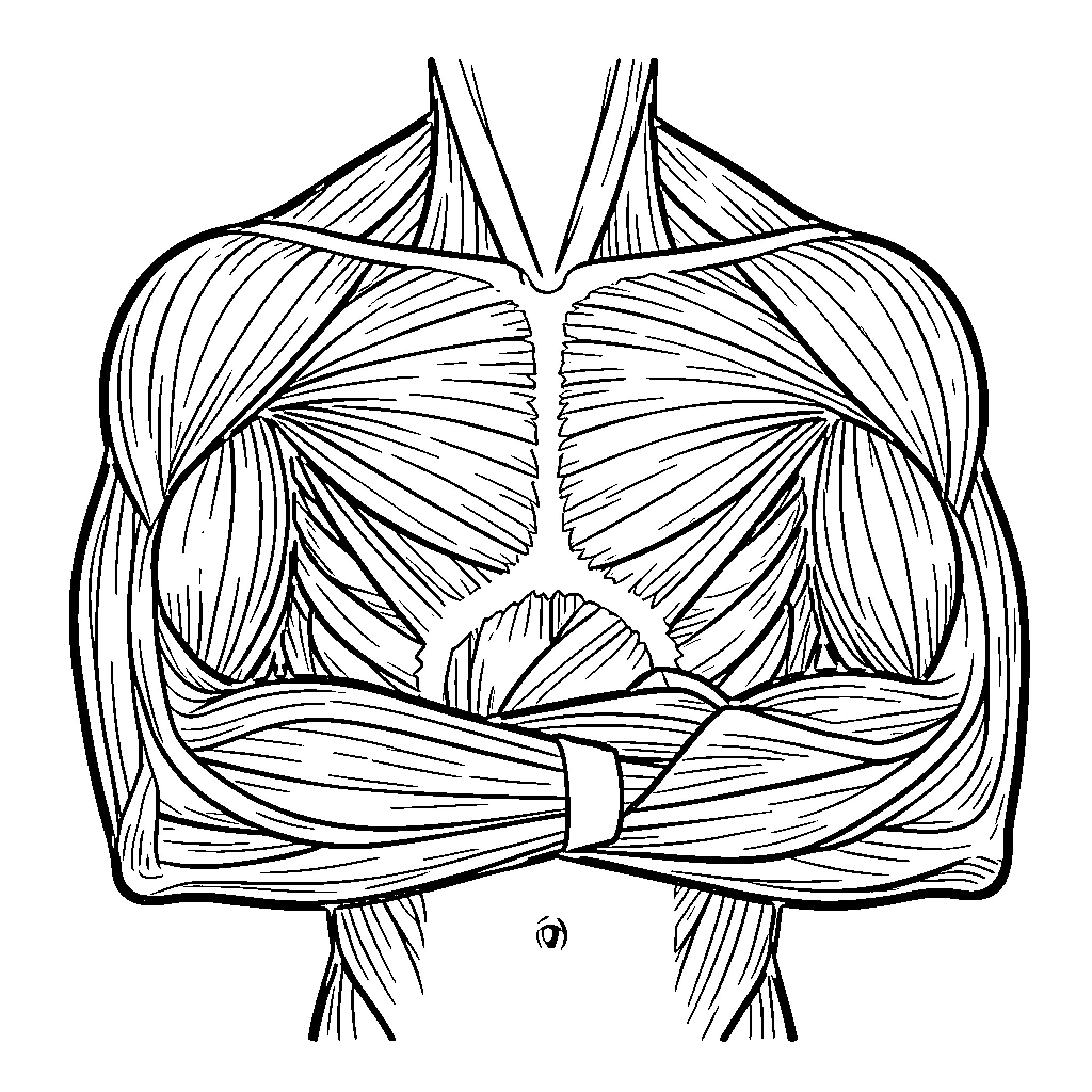 Upper Limb Muscle Anatomy Illustration Coloring Page (free black-and-white line drawing printable PDF for all, from beginners to advanced learners, including children, teens, adults, and seniors)