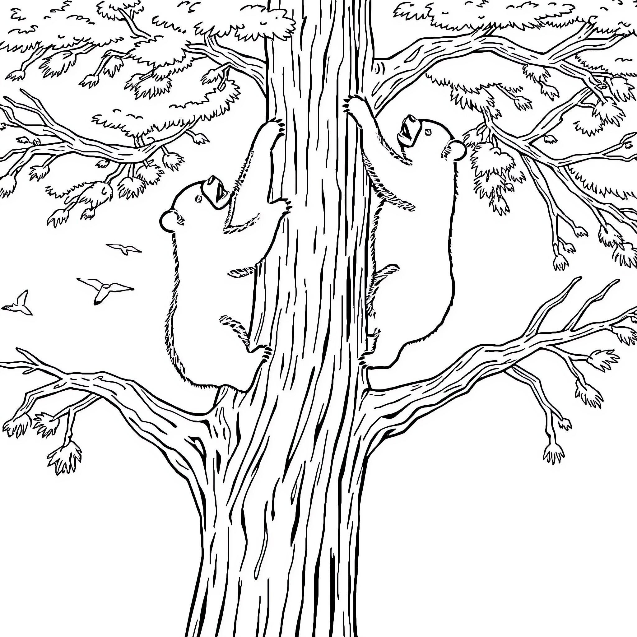 Bear climbing up a twisted tree trunk Coloring Page (free black-and-white line drawing printable PDF for all, from beginners to advanced learners, including children, teens, adults, and seniors)