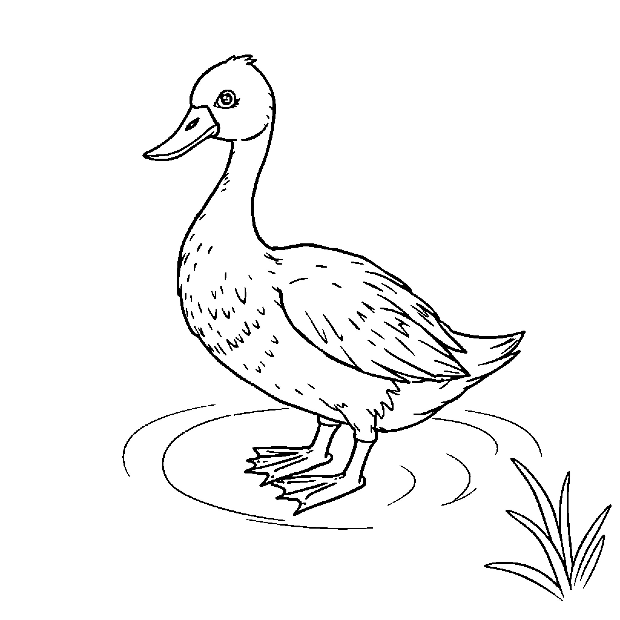 Duck wading in a pond Coloring Page (free black-and-white line drawing printable PDF for all, from beginners to advanced learners, including children, teens, adults, and seniors)