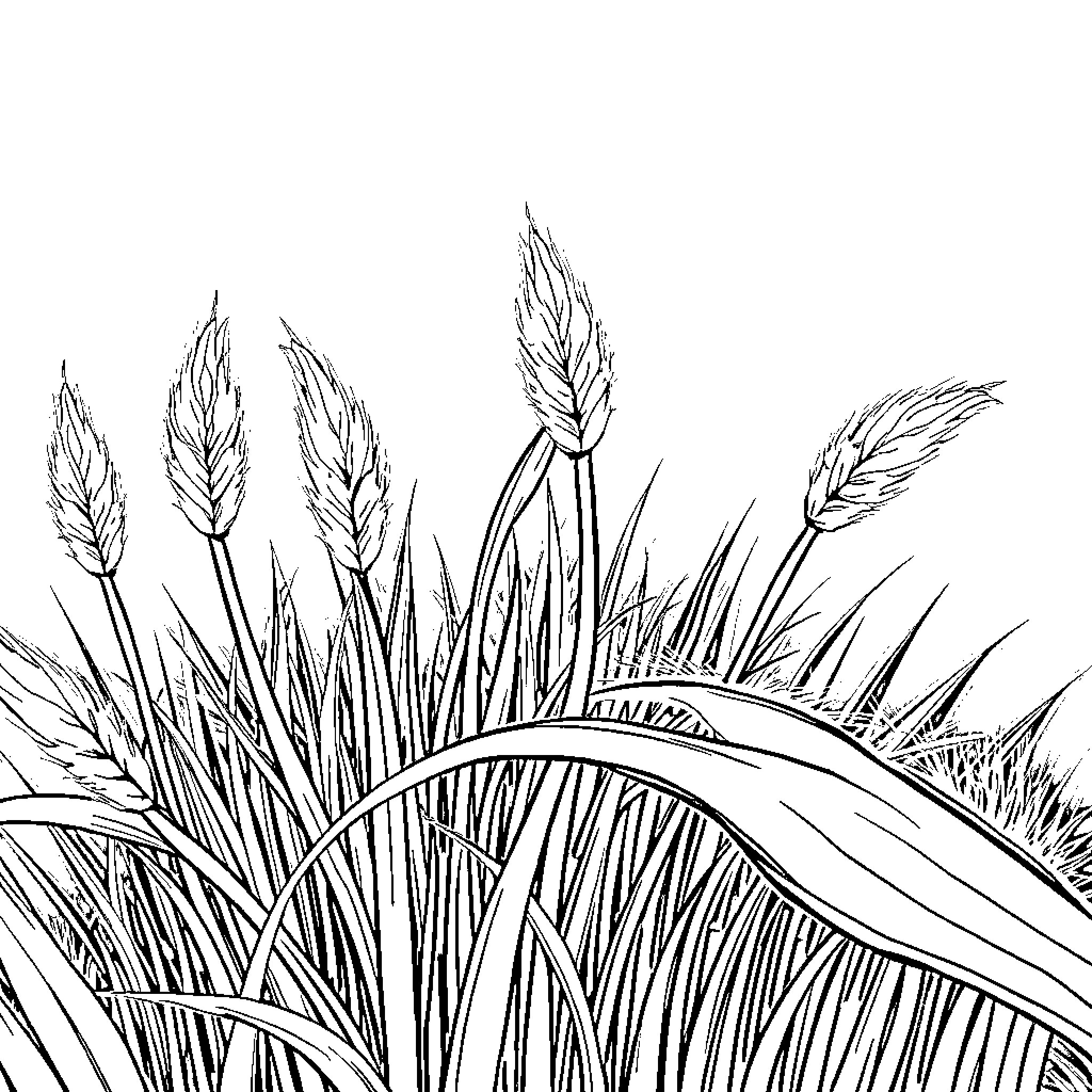 Grass stalks swaying in the breeze Coloring Page (free black-and-white line drawing printable PDF for all, from beginners to advanced learners, including children, teens, adults, and seniors)