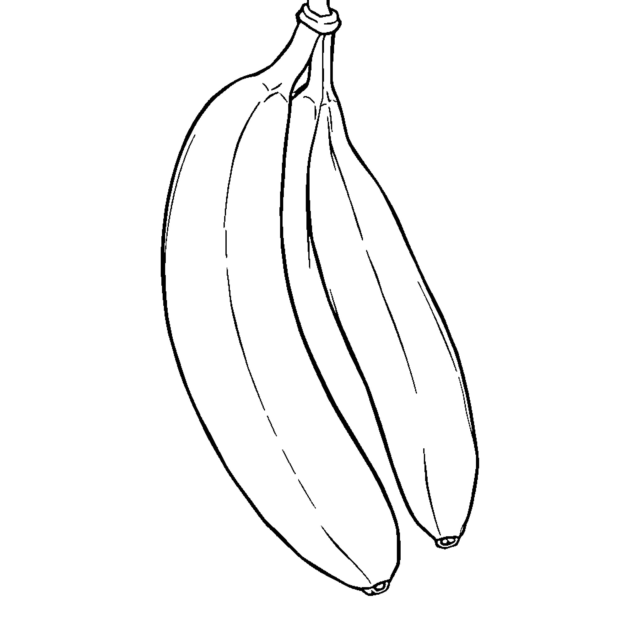Banana bunch hanging from the stem Coloring Page (free black-and-white line drawing printable PDF for all, from beginners to advanced learners, including children, teens, adults, and seniors)