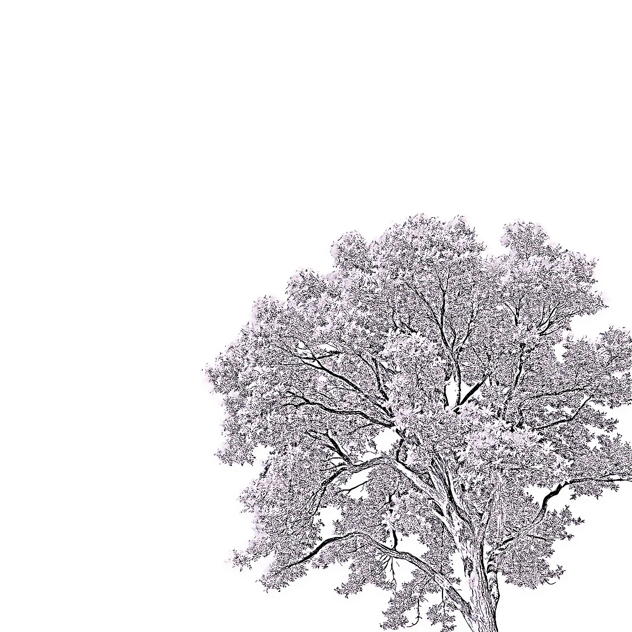 Tree in full bloom with delicate flowers Coloring Page (free black-and-white line drawing printable PDF for all, from beginners to advanced learners, including children, teens, adults, and seniors)