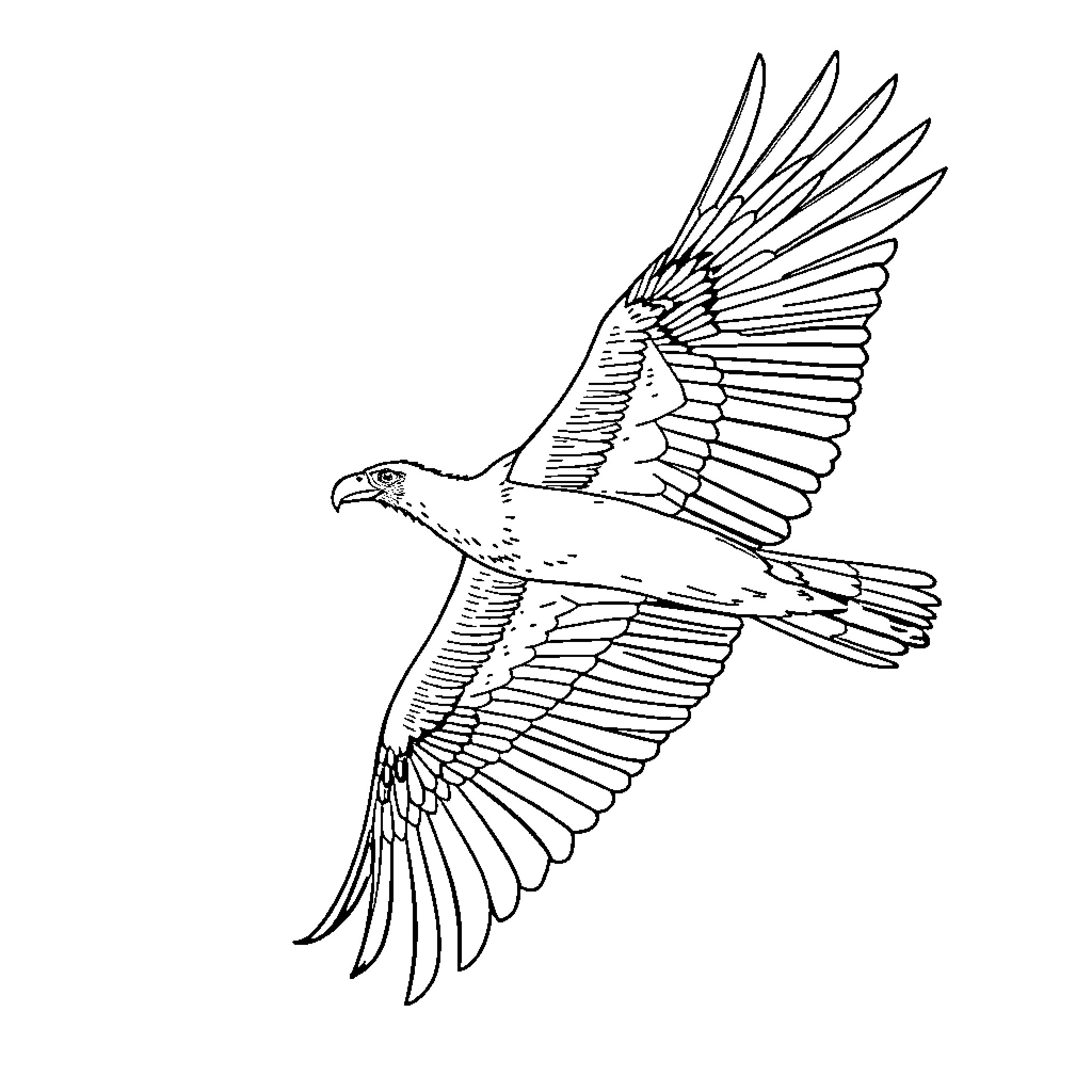 Condor soaring gracefully through the sky Coloring Page (free black-and-white line drawing printable PDF for all, from beginners to advanced learners, including children, teens, adults, and seniors)