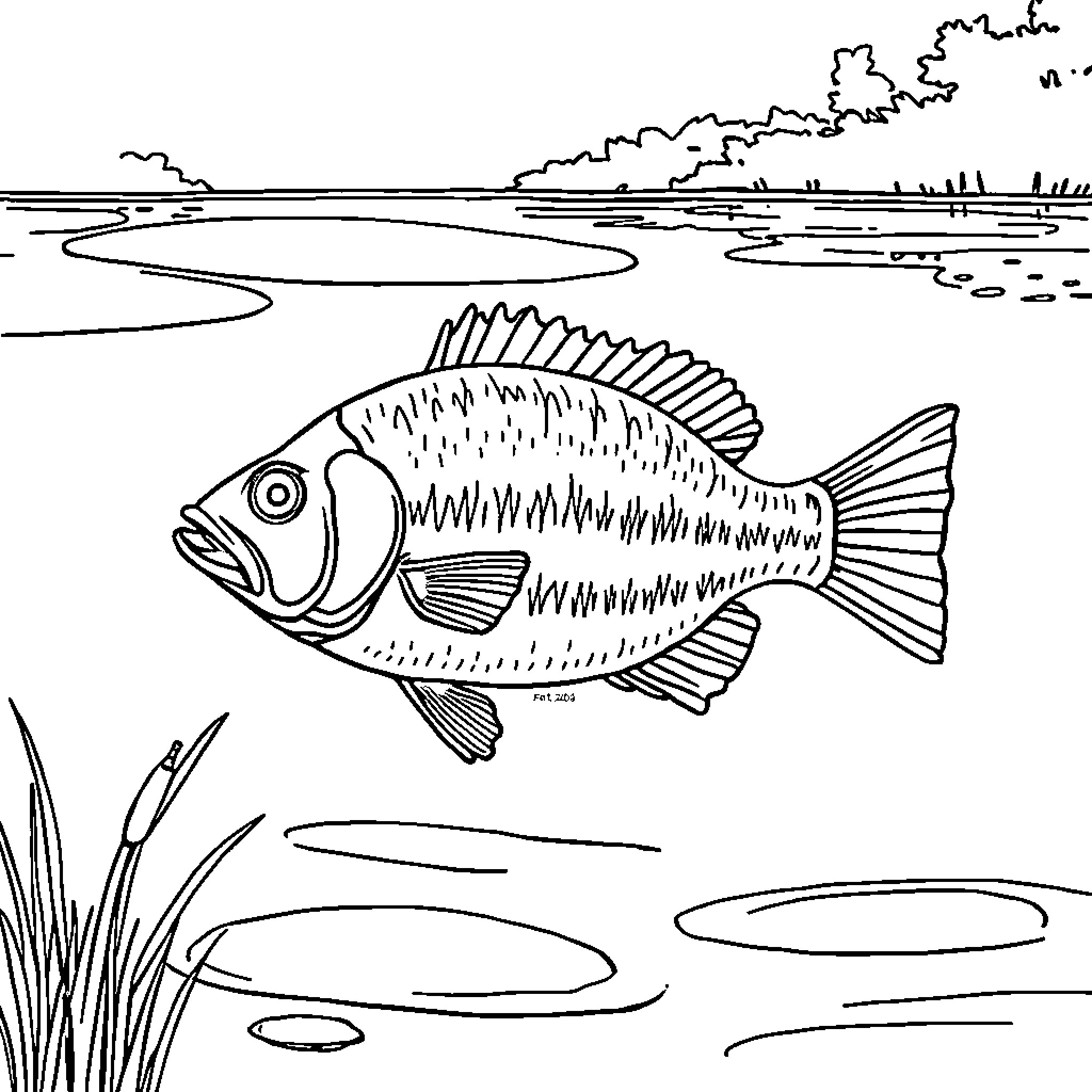 Bluegill swimming in the calm waters Coloring Page (free black-and-white line drawing printable PDF for all, from beginners to advanced learners, including children, teens, adults, and seniors)
