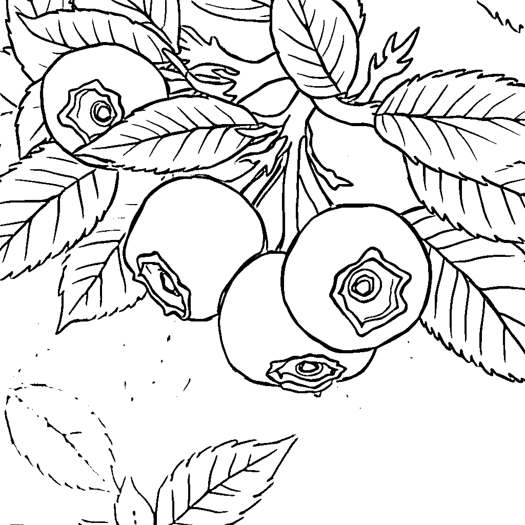 Blueberry Delight Amid Lush Foliage Coloring Page (free black-and-white line drawing printable PDF for all, from beginners to advanced learners, including children, teens, adults, and seniors)