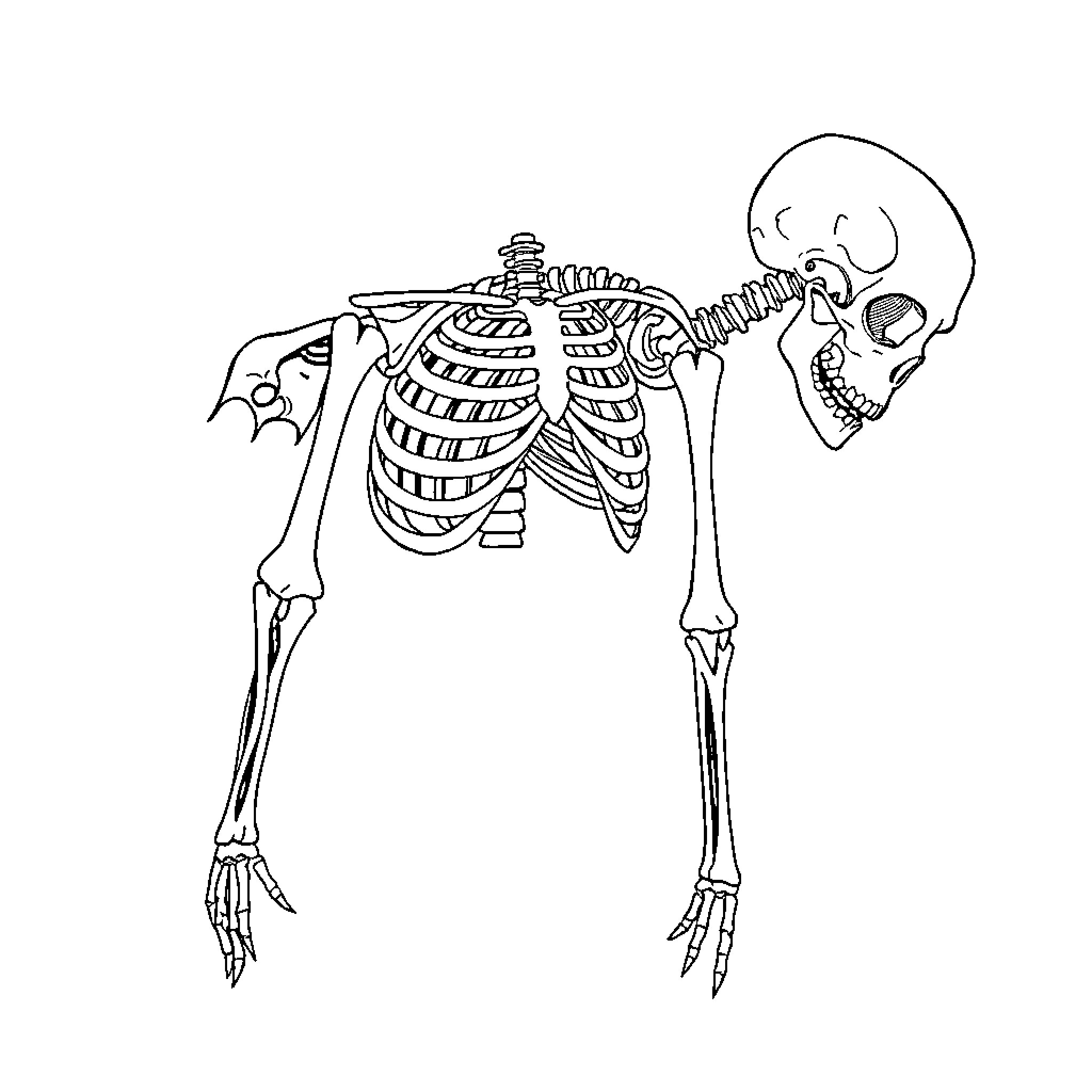 Skeleton in Anatomical Pose Coloring Page (free black-and-white line drawing printable PDF for all, from beginners to advanced learners, including children, teens, adults, and seniors)