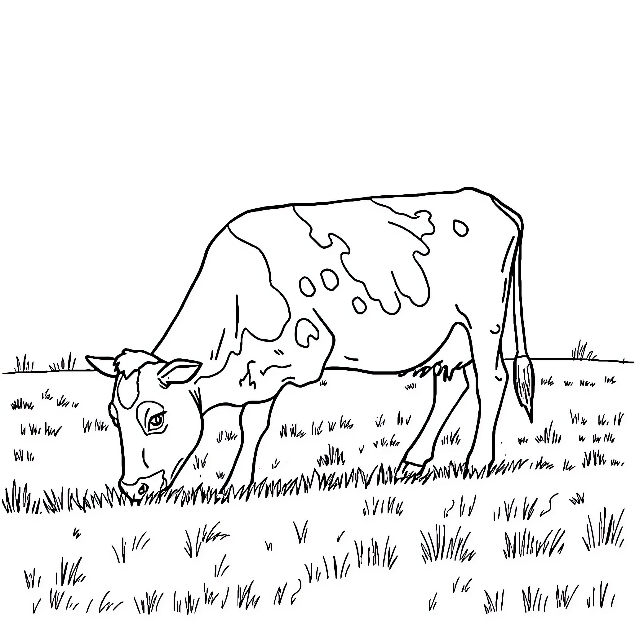 Cow grazing peacefully in a grassy field Coloring Page (free black-and-white line drawing printable PDF for all, from beginners to advanced learners, including children, teens, adults, and seniors)