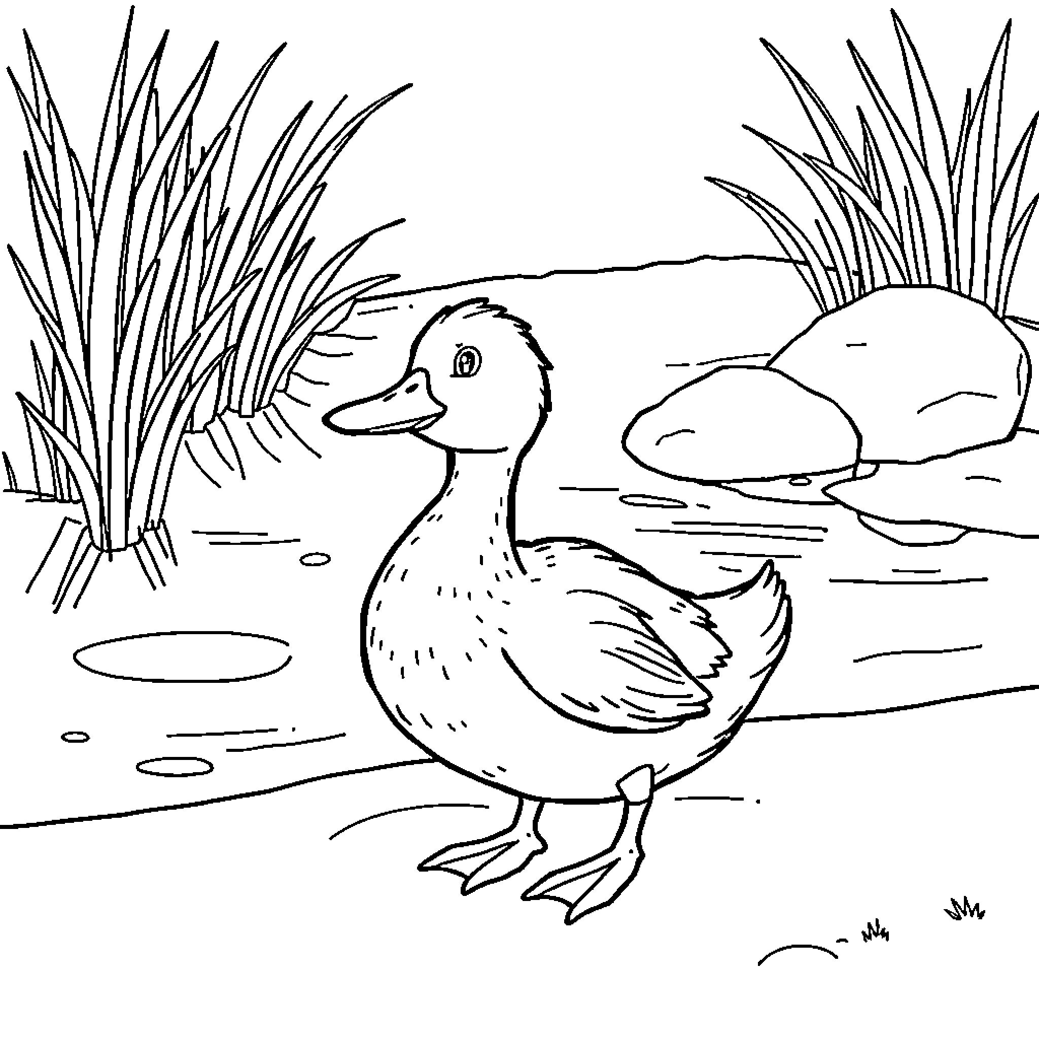 Duck exploring in the pond Coloring Page (free black-and-white line drawing printable PDF for all, from beginners to advanced learners, including children, teens, adults, and seniors)