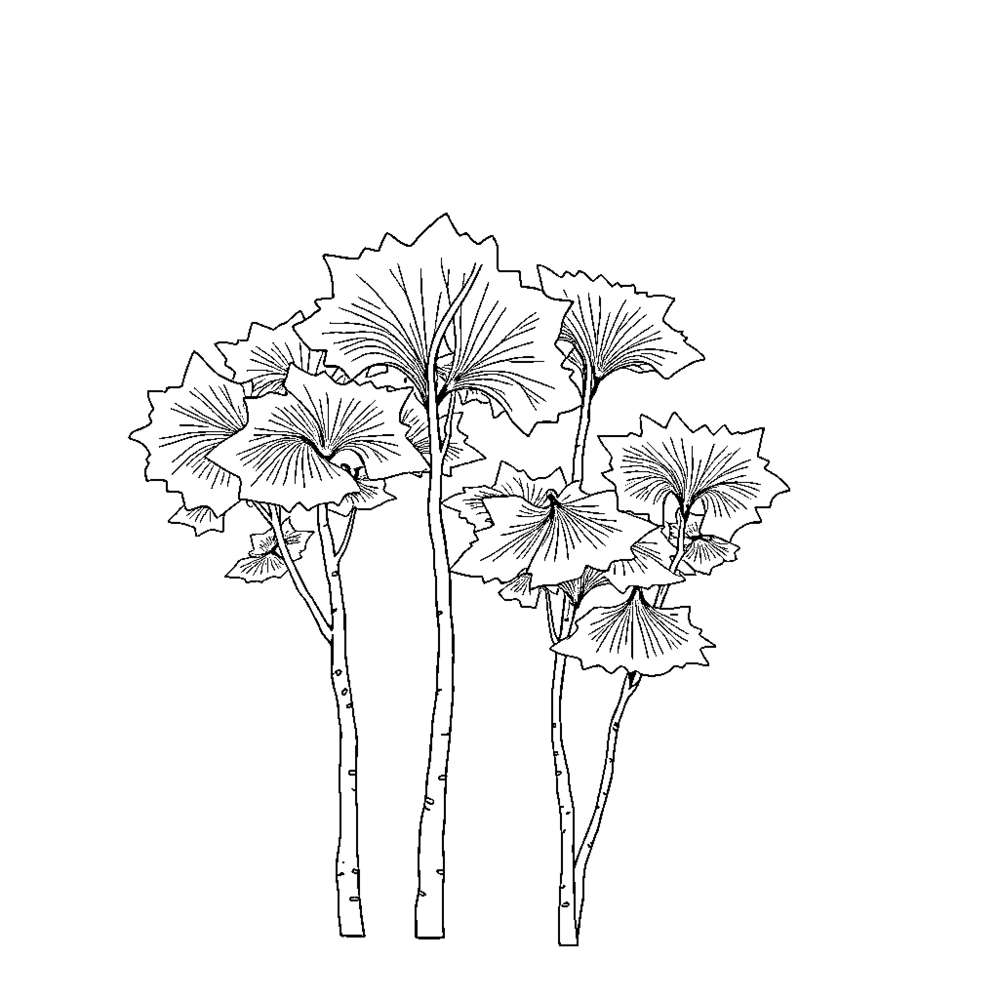 Ginkgo Botanical Illustration with Intricate Leaves Coloring Page (free black-and-white line drawing printable PDF for all, from beginners to advanced learners, including children, teens, adults, and seniors)