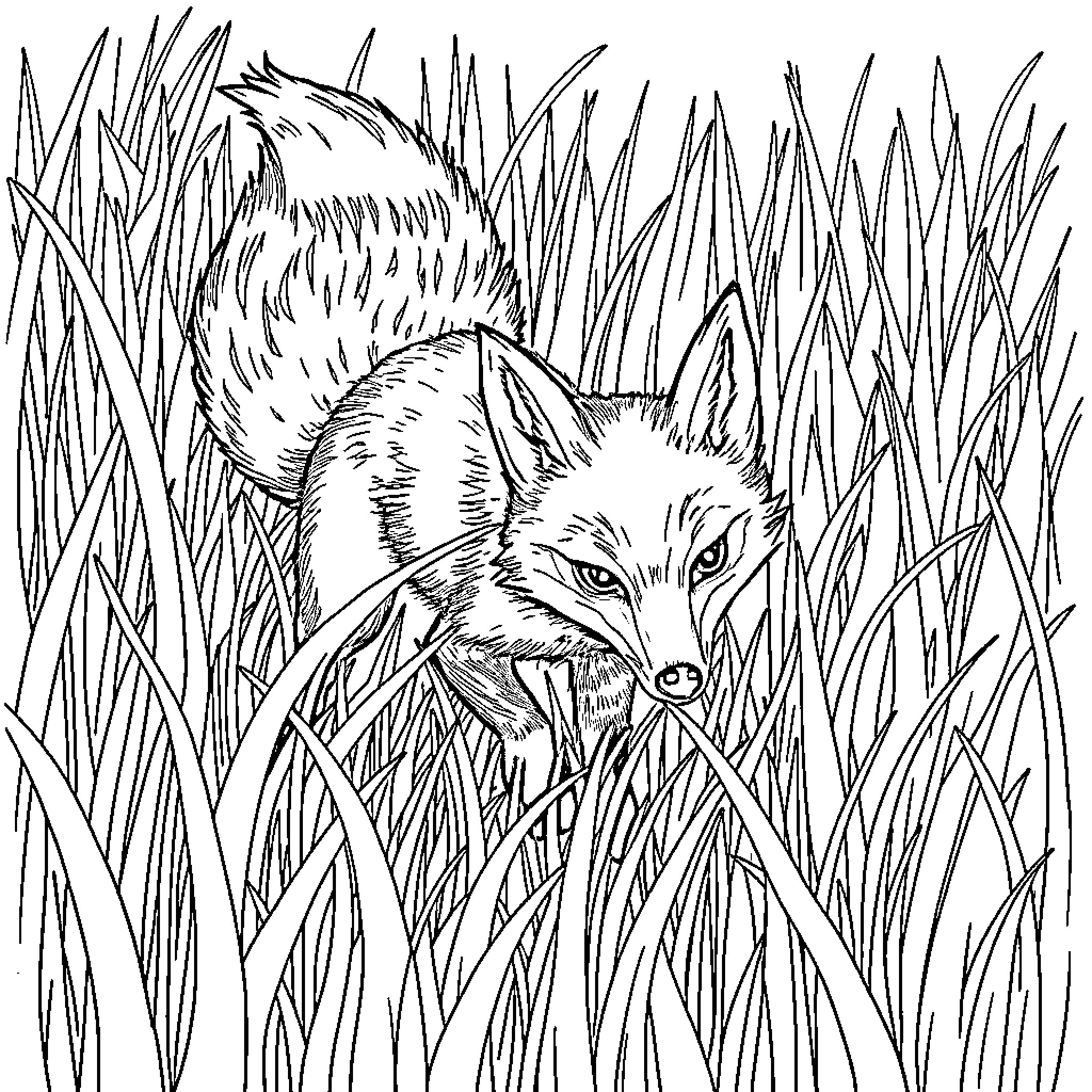 Fox prowling cautiously through tall grass Coloring Page (free black-and-white line drawing printable PDF for all, from beginners to advanced learners, including children, teens, adults, and seniors)