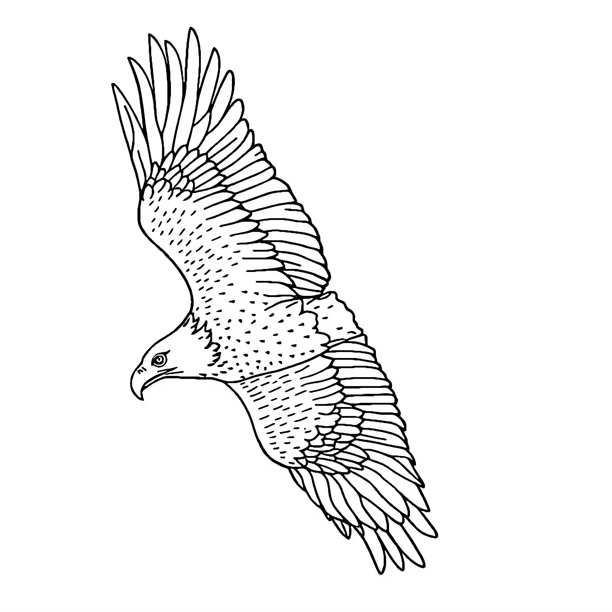 Eagle soaring gracefully with outstretched wings Coloring Page (free black-and-white line drawing printable PDF for all, from beginners to advanced learners, including children, teens, adults, and seniors)