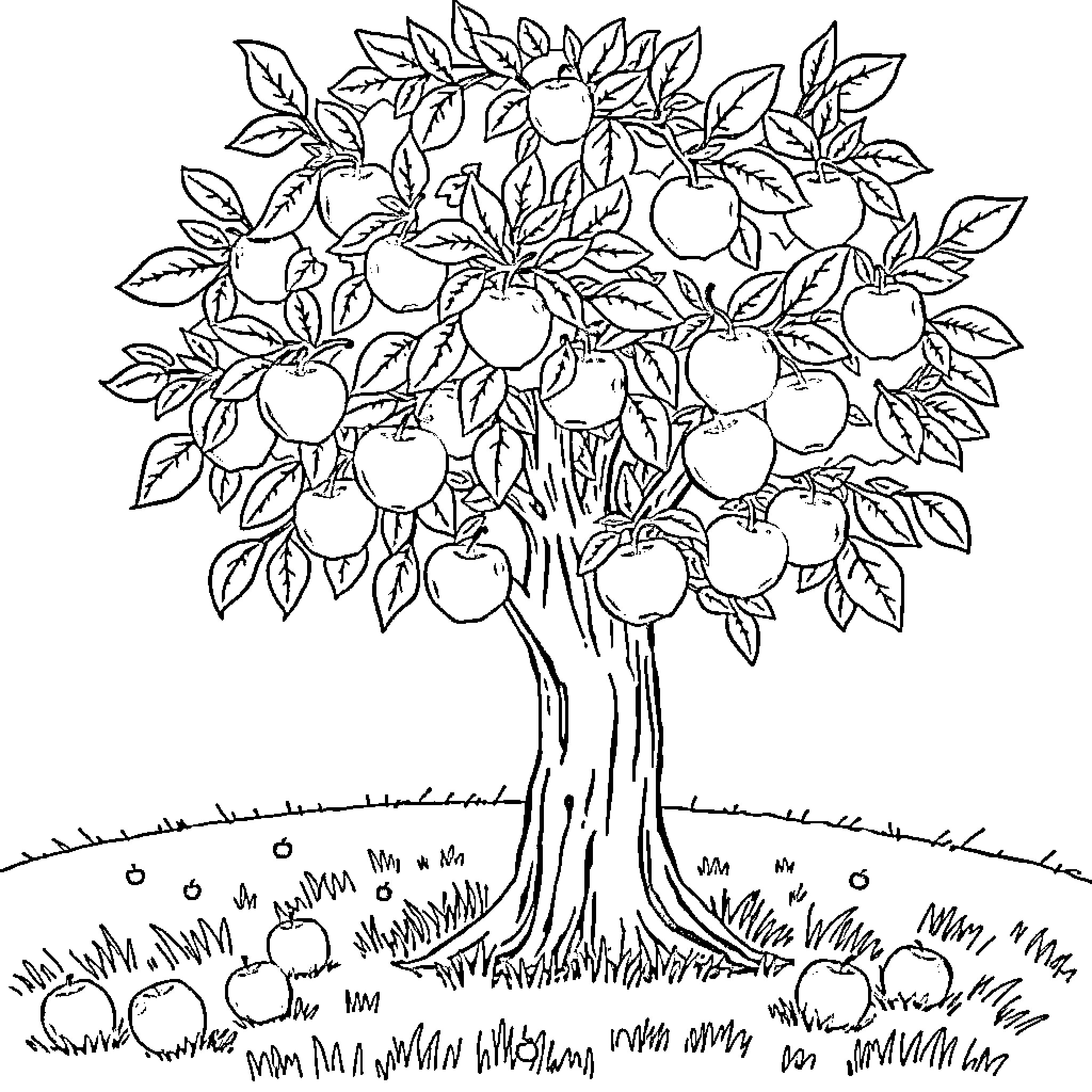 Apple Tree with Lush Foliage and Ripe Fruit Coloring Page (free black-and-white line drawing printable PDF for all, from beginners to advanced learners, including children, teens, adults, and seniors)