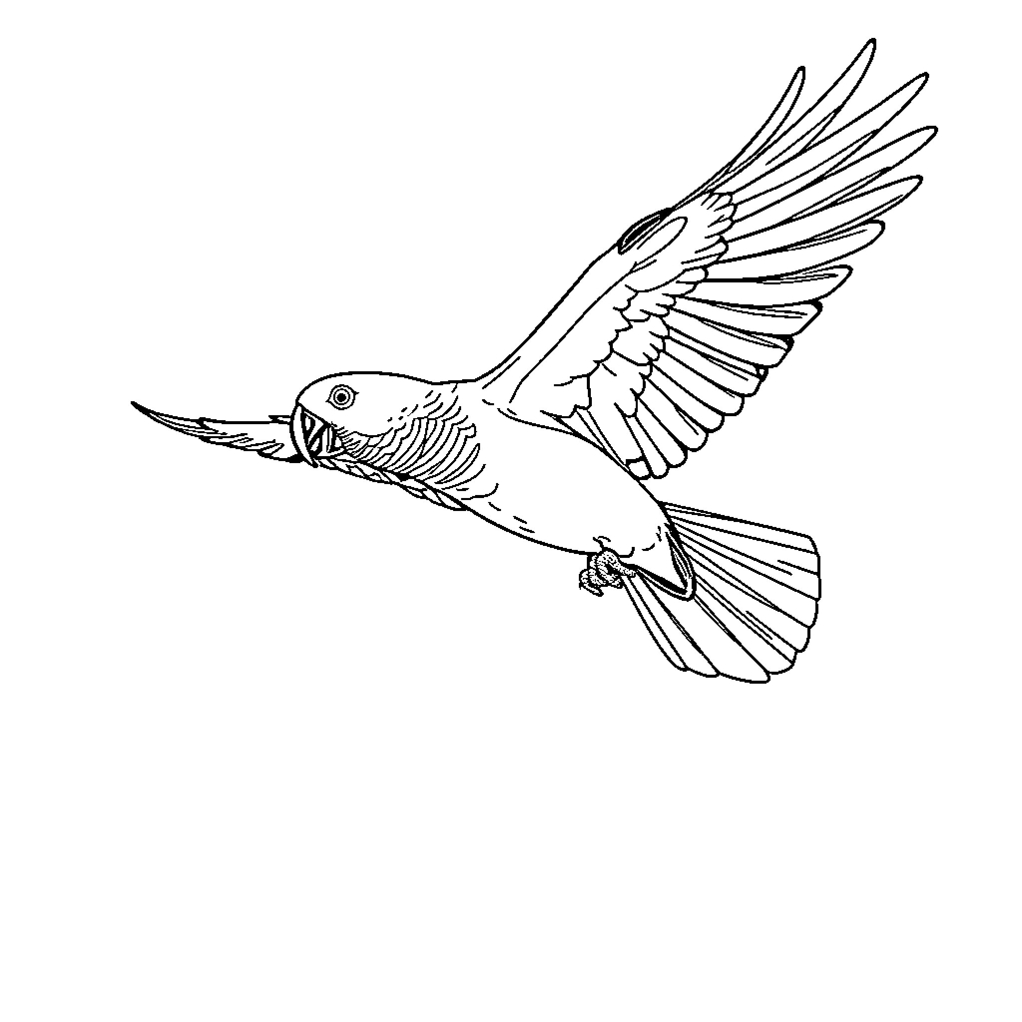 Parrot in flight with outstretched wings Coloring Page (free black-and-white line drawing printable PDF for all, from beginners to advanced learners, including children, teens, adults, and seniors)
