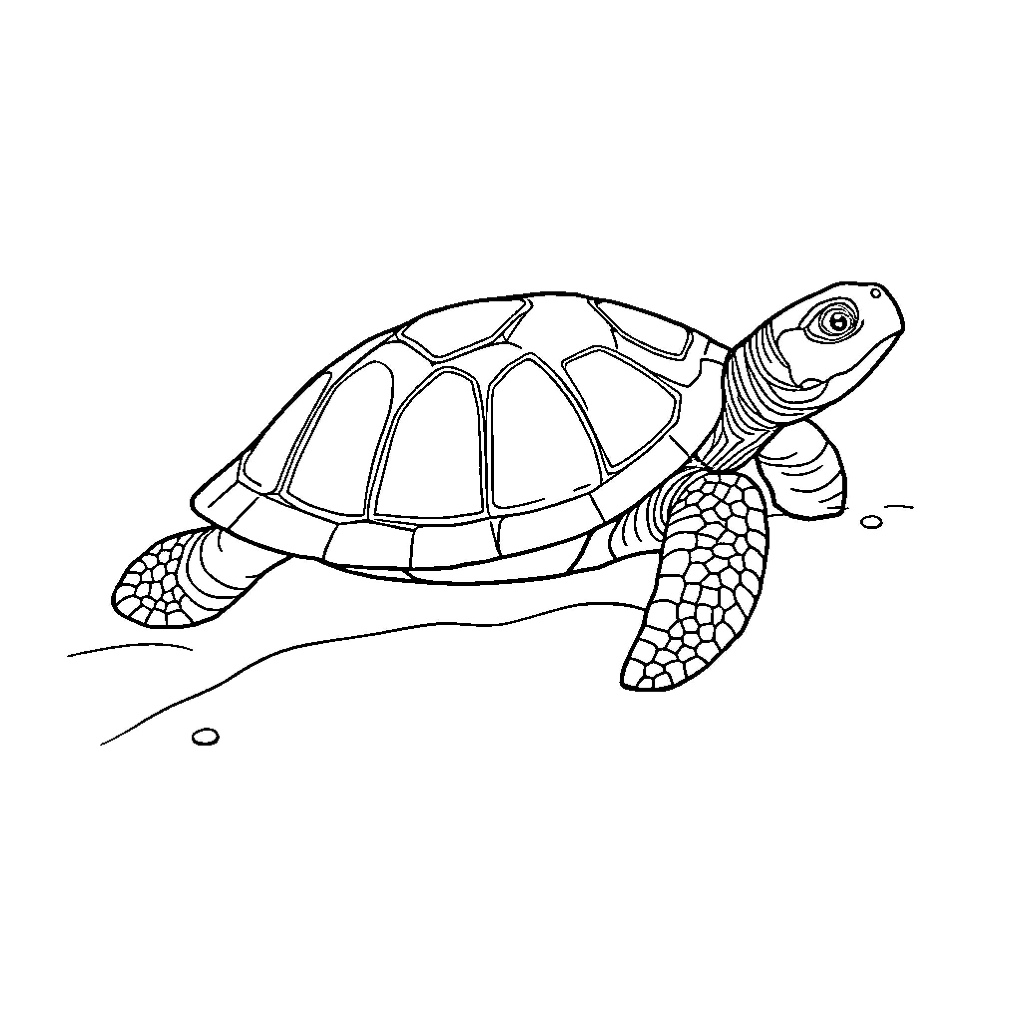 Turtle swimming gracefully through the water Coloring Page (free black-and-white line drawing printable PDF for all, from beginners to advanced learners, including children, teens, adults, and seniors)