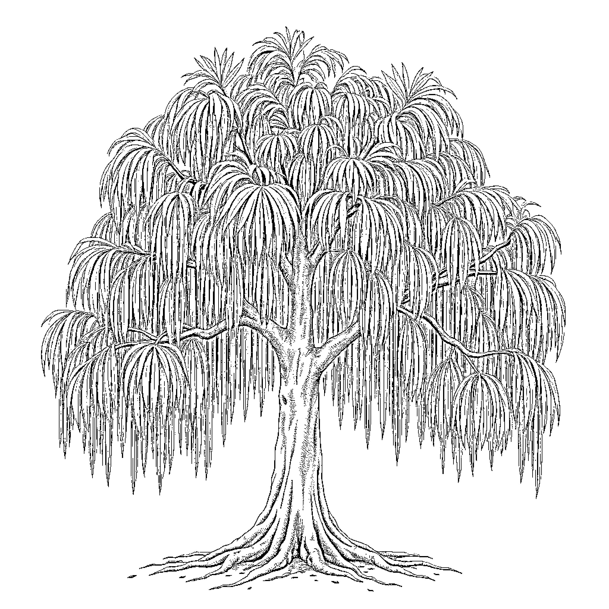 Taxodium tree with flowing branches Coloring Page (free black-and-white line drawing printable PDF for all, from beginners to advanced learners, including children, teens, adults, and seniors)
