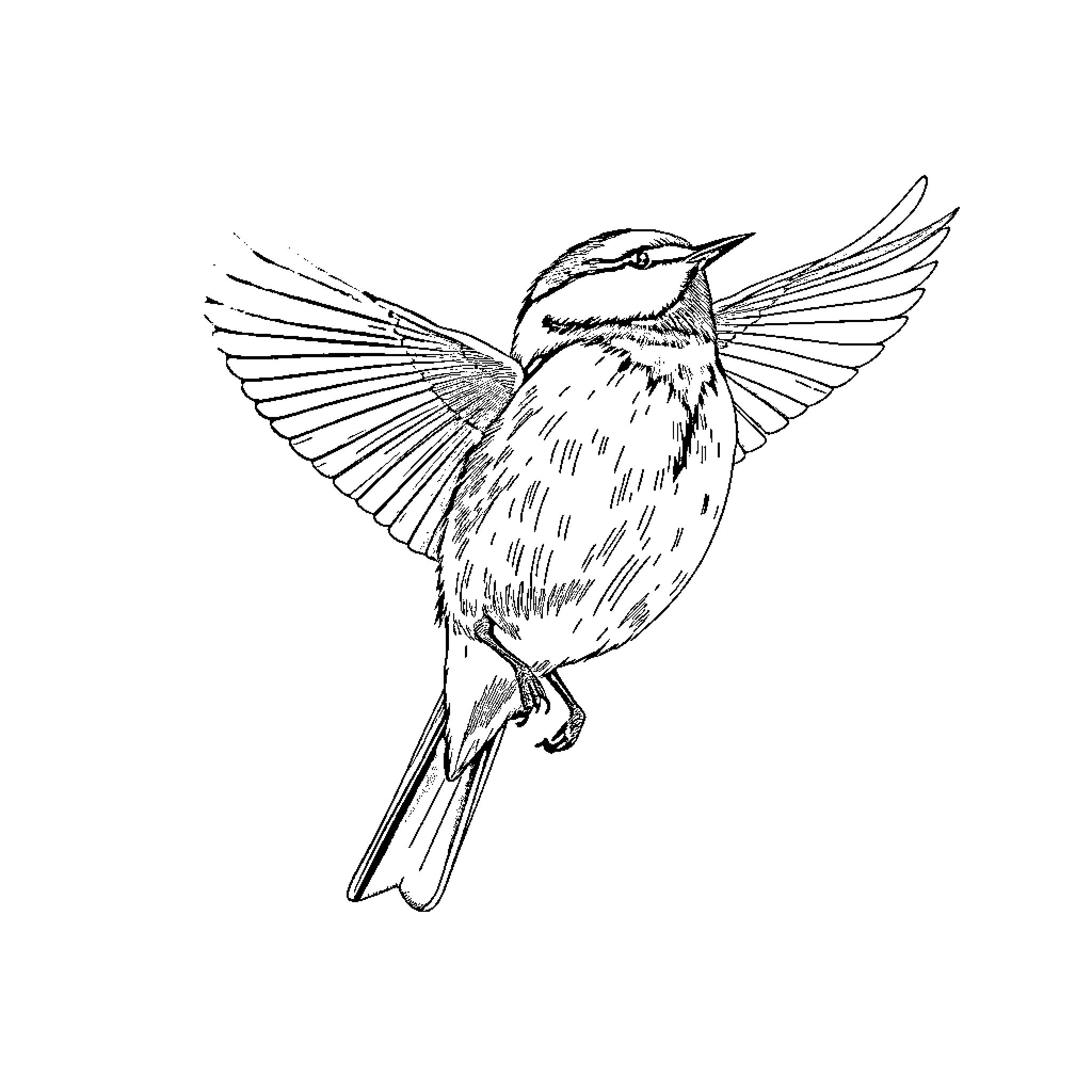 Titanic Avian Creature in Flight Coloring Page (free black-and-white line drawing printable PDF for all, from beginners to advanced learners, including children, teens, adults, and seniors)