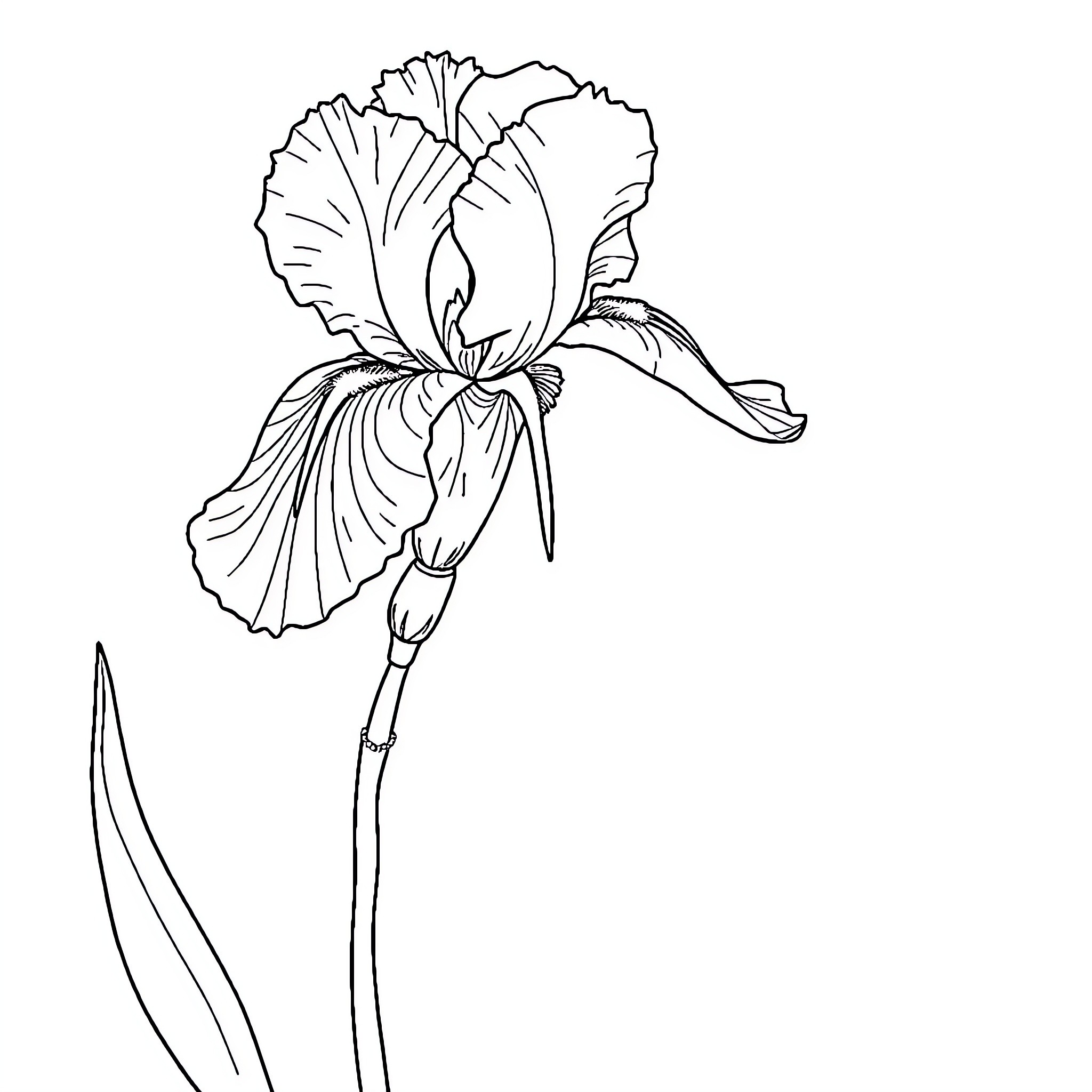 Iris flower in bloom Coloring Page (free black-and-white line drawing printable PDF for all, from beginners to advanced learners, including children, teens, adults, and seniors)