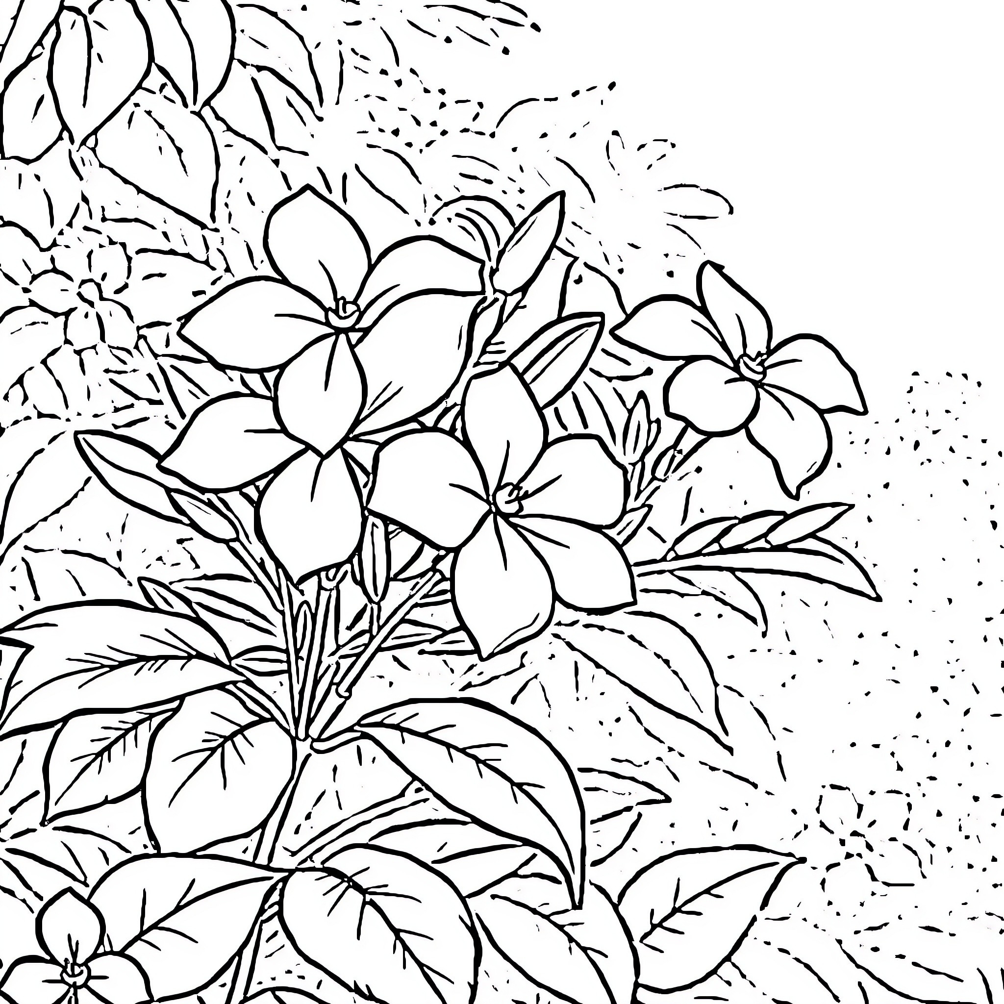 Jasmine flowers blooming in a garden Coloring Page (free black-and-white line drawing printable PDF for all, from beginners to advanced learners, including children, teens, adults, and seniors)