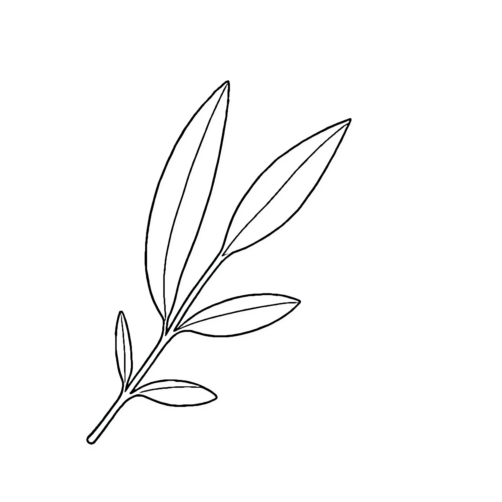Olive Leaf Botanical Line Drawing Coloring Page (free black-and-white line drawing printable PDF for all, from beginners to advanced learners, including children, teens, adults, and seniors)