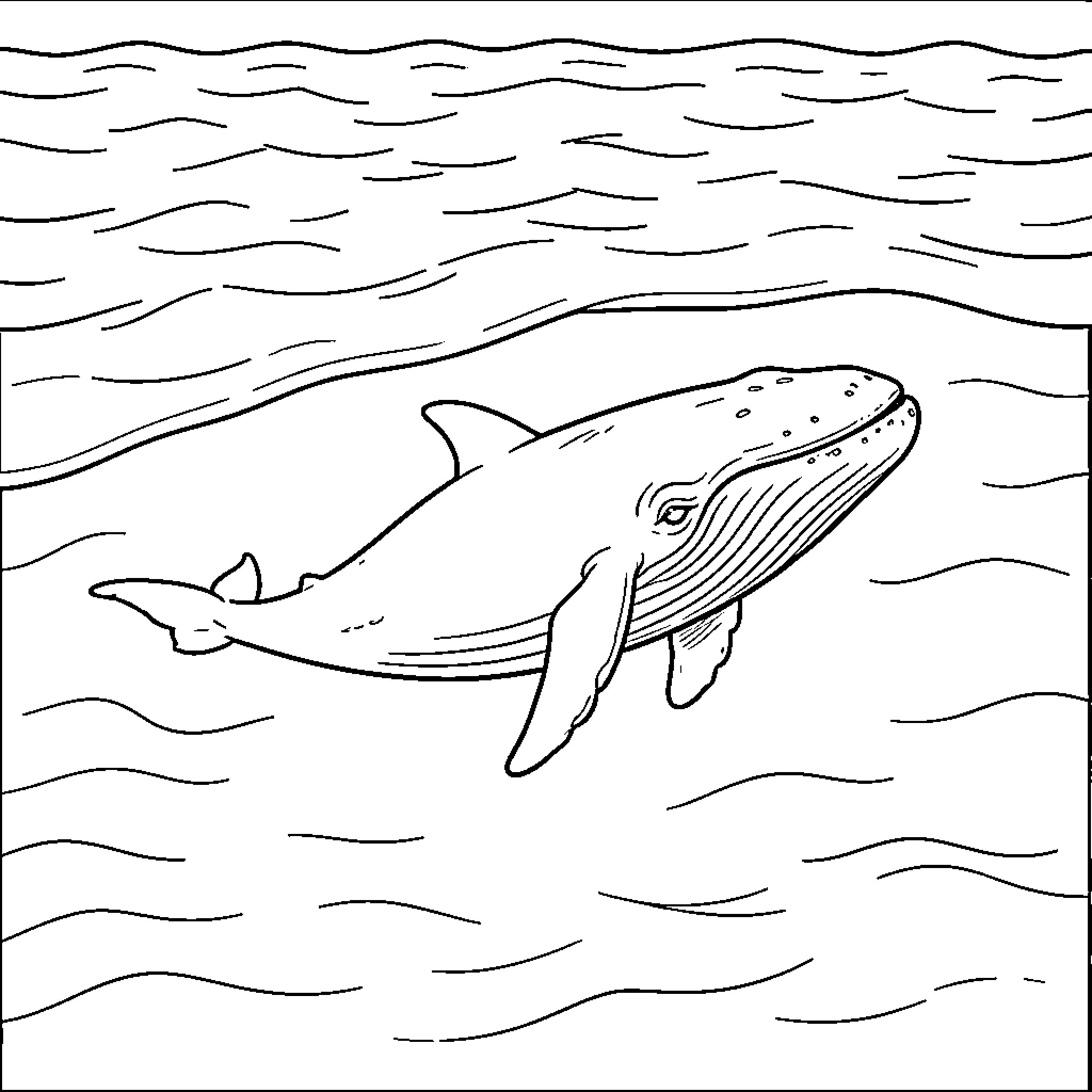 Whale gliding gracefully through the ocean waves Coloring Page (free black-and-white line drawing printable PDF for all, from beginners to advanced learners, including children, teens, adults, and seniors)