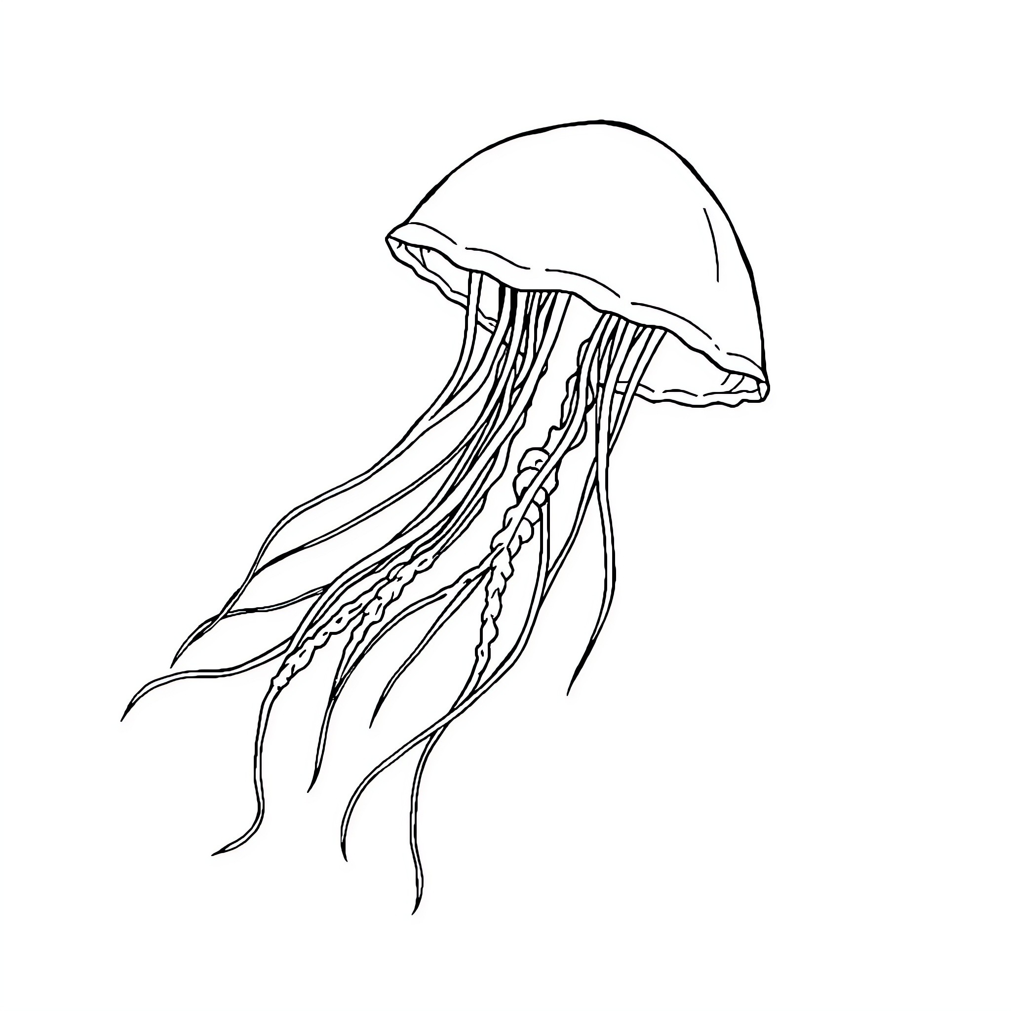 Jellyfish drifting gracefully in the ocean Coloring Page (free black-and-white line drawing printable PDF for all, from beginners to advanced learners, including children, teens, adults, and seniors)