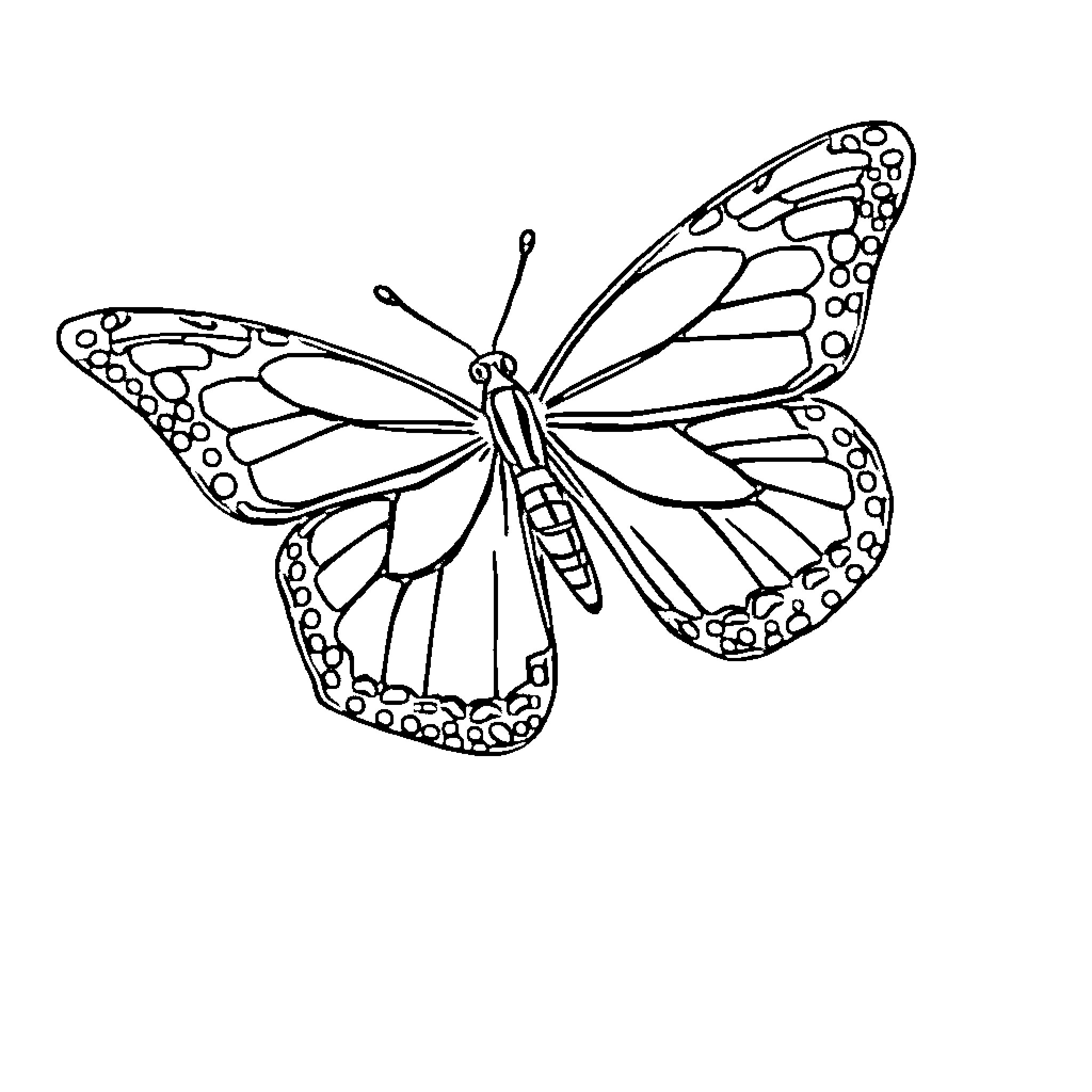 Butterfly in flight with intricate wing design Coloring Page (free black-and-white line drawing printable PDF for all, from beginners to advanced learners, including children, teens, adults, and seniors)
