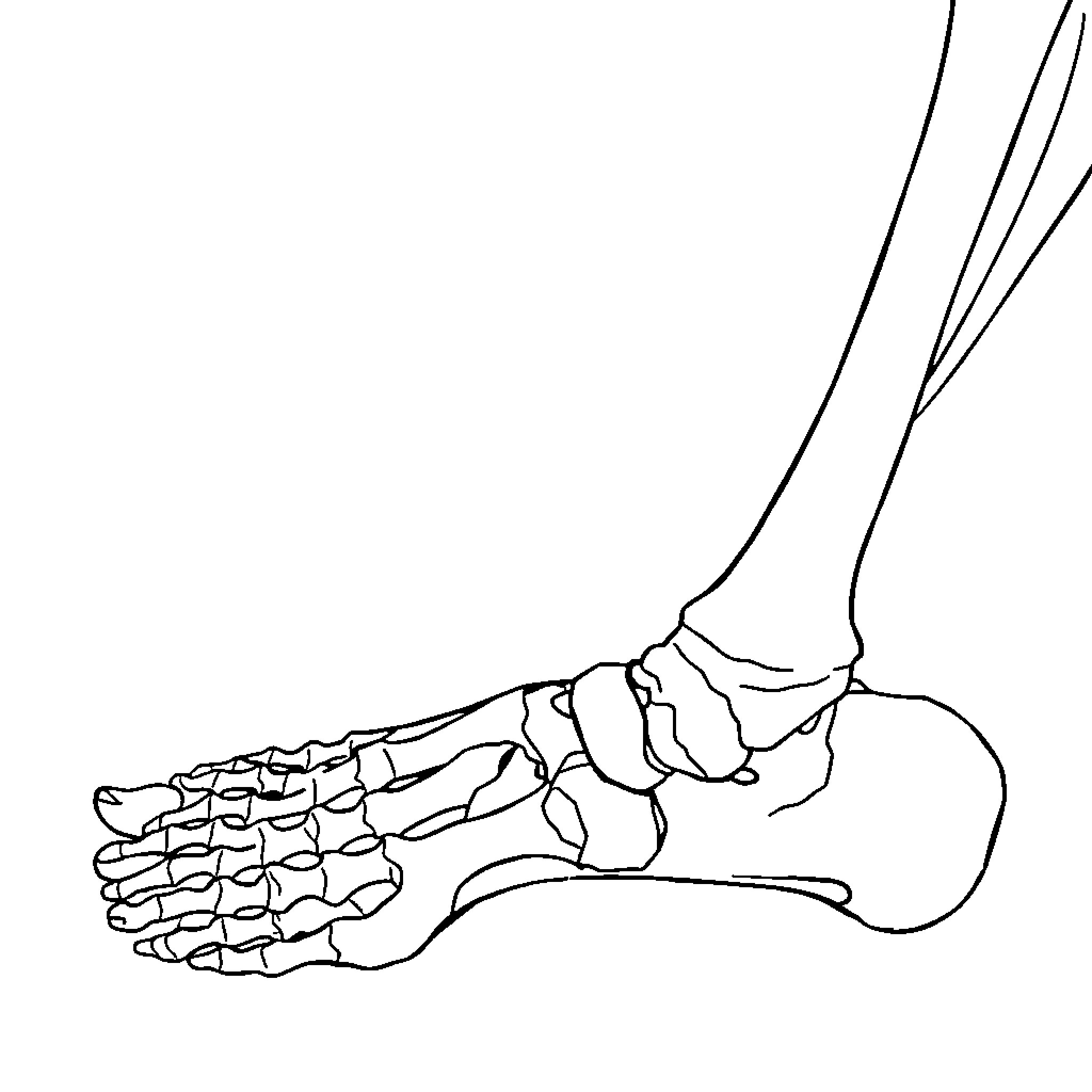 Foot bones and anatomy in black and white Coloring Page (free black-and-white line drawing printable PDF for all, from beginners to advanced learners, including children, teens, adults, and seniors)