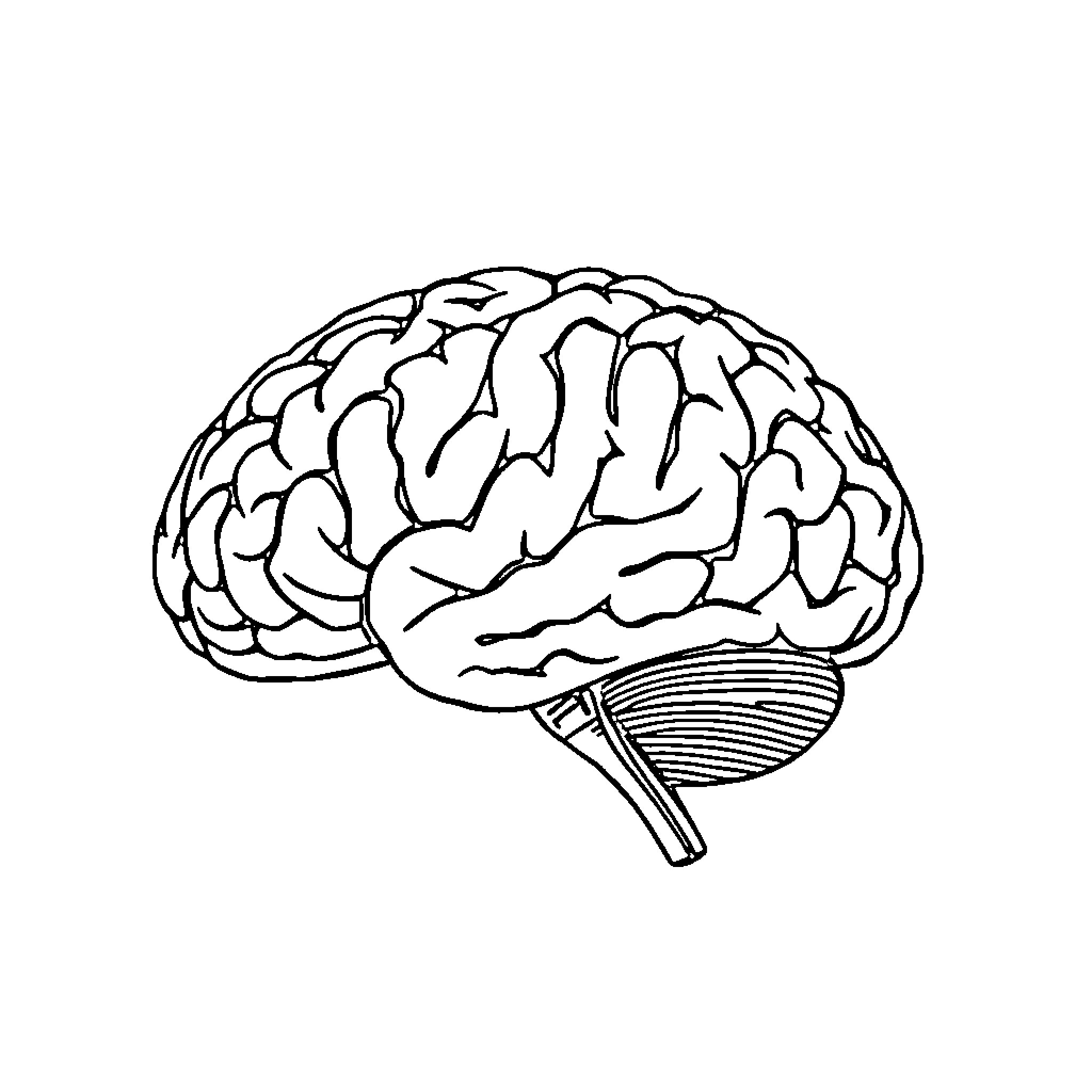 Brain Illustration with Intricate Details Coloring Page (free black-and-white line drawing printable PDF for all, from beginners to advanced learners, including children, teens, adults, and seniors)