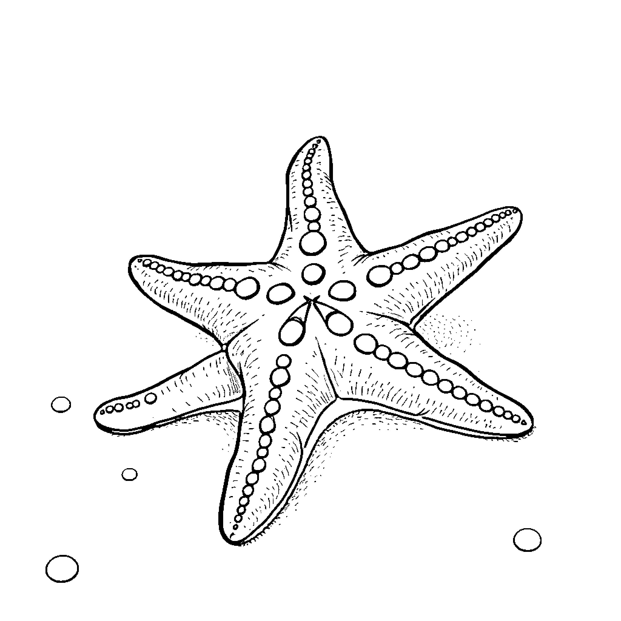 Sea Star on the Seabed Coloring Page (free black-and-white line drawing printable PDF for all, from beginners to advanced learners, including children, teens, adults, and seniors)