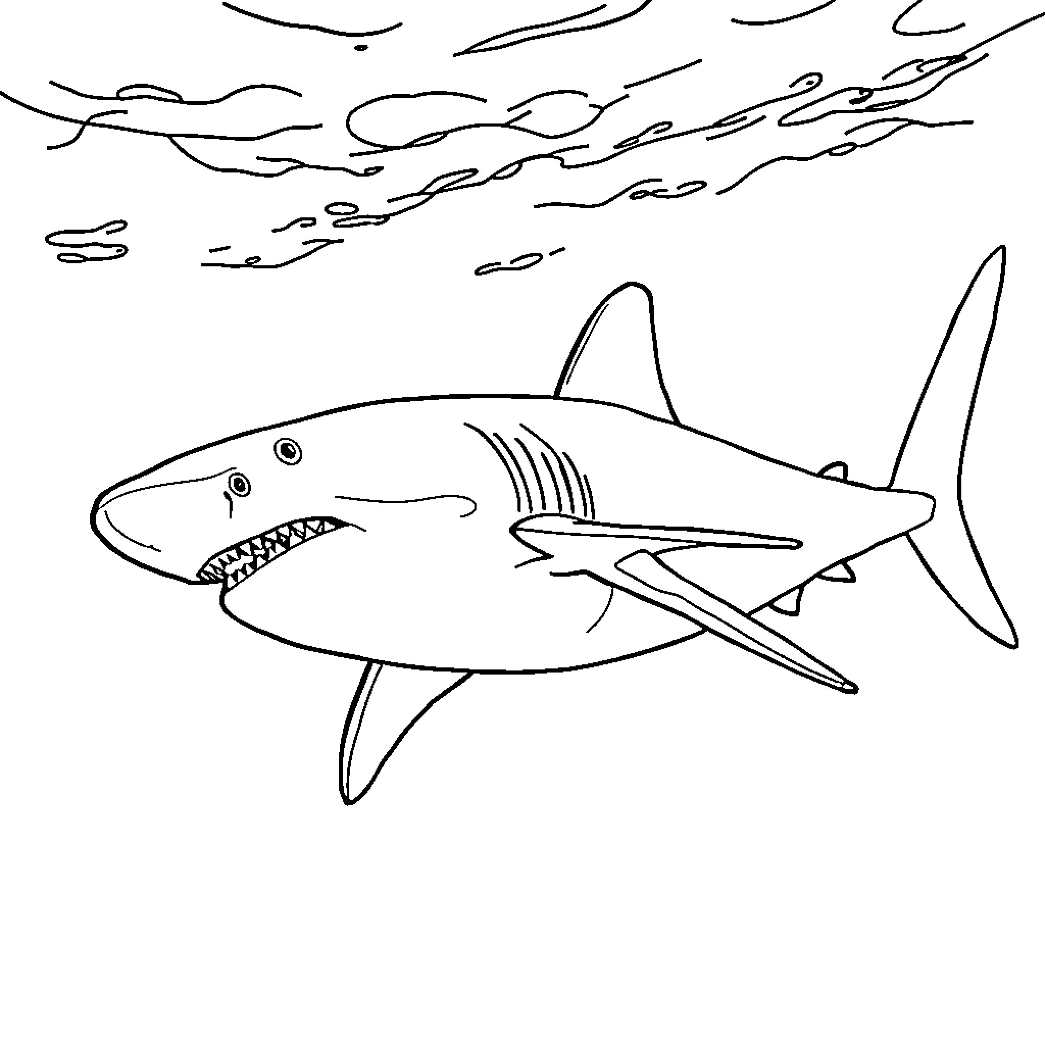 Shark swimming aggressively in the ocean Coloring Page (free black-and-white line drawing printable PDF for all, from beginners to advanced learners, including children, teens, adults, and seniors)