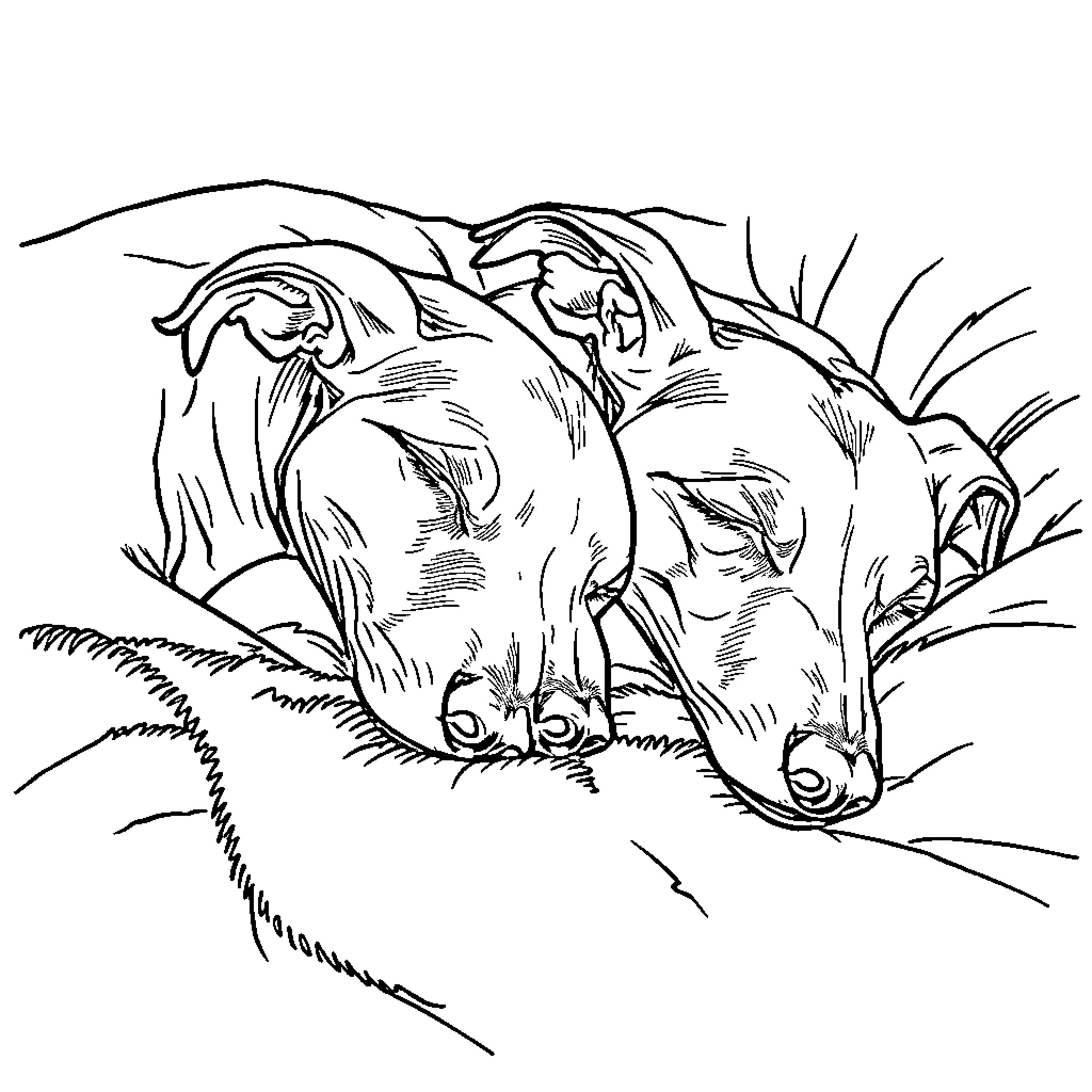 Greyhound resting in the countryside Coloring Page (free black-and-white line drawing printable PDF for all, from beginners to advanced learners, including children, teens, adults, and seniors)