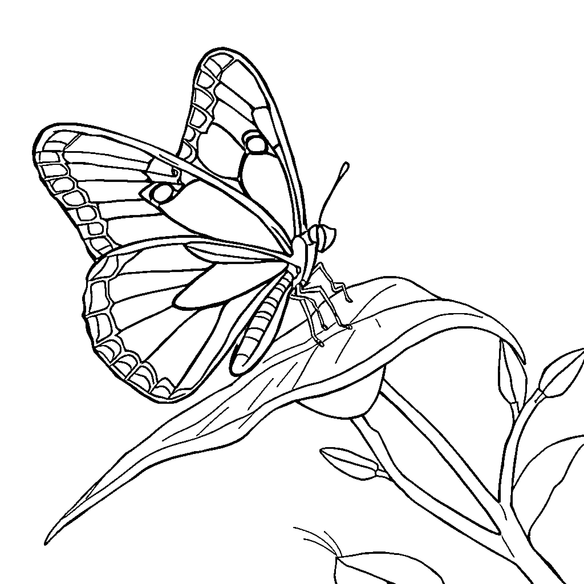 Best Mariposa Coloring Pages (Free Printable PDF)