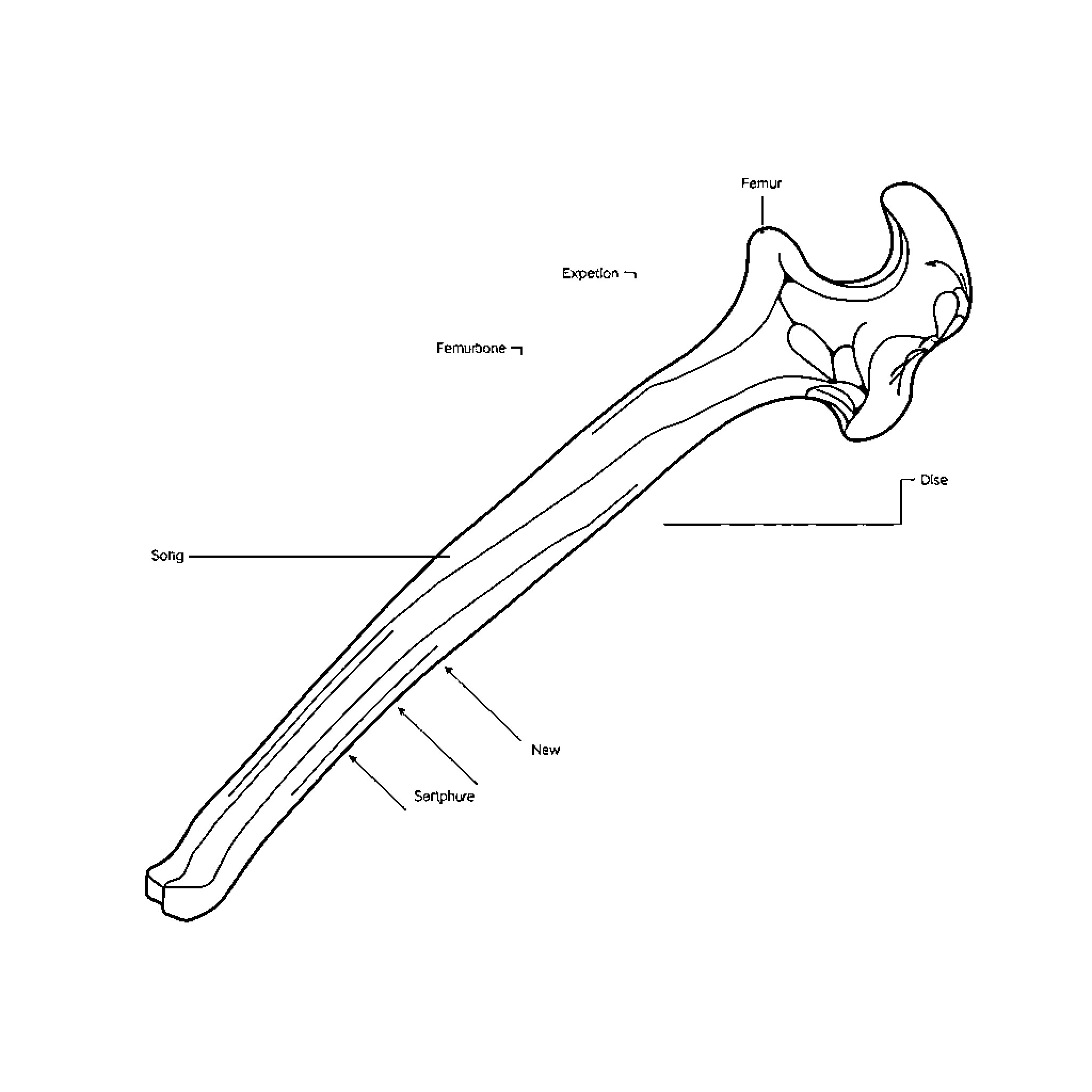 Femur Anatomy Diagram Coloring Page (free black-and-white line drawing printable PDF for all, from beginners to advanced learners, including children, teens, adults, and seniors)